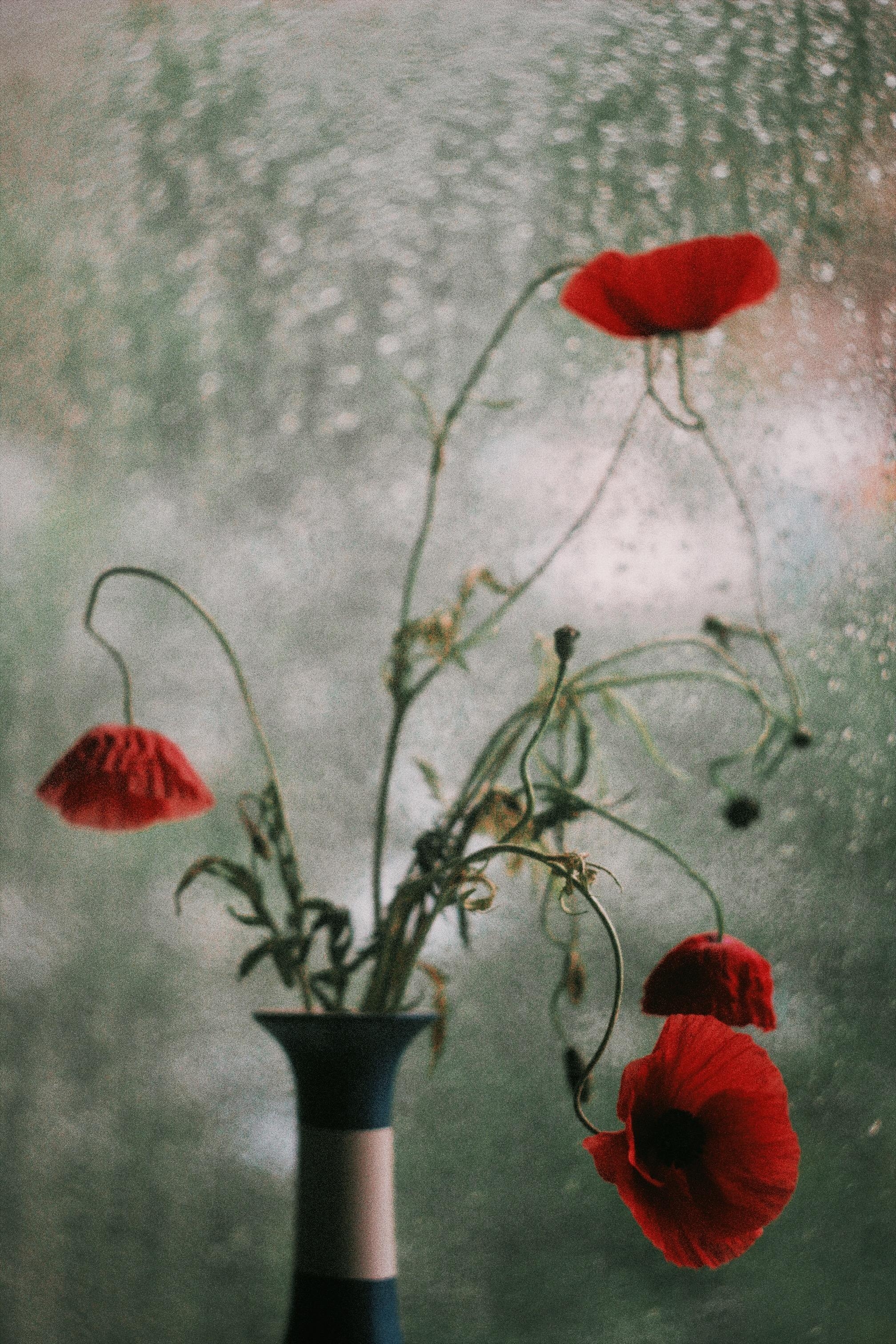 ooh mohns ♥️ #poppy#rot#blumen#sommer#farbe#couchliebt#regen#licht#deko