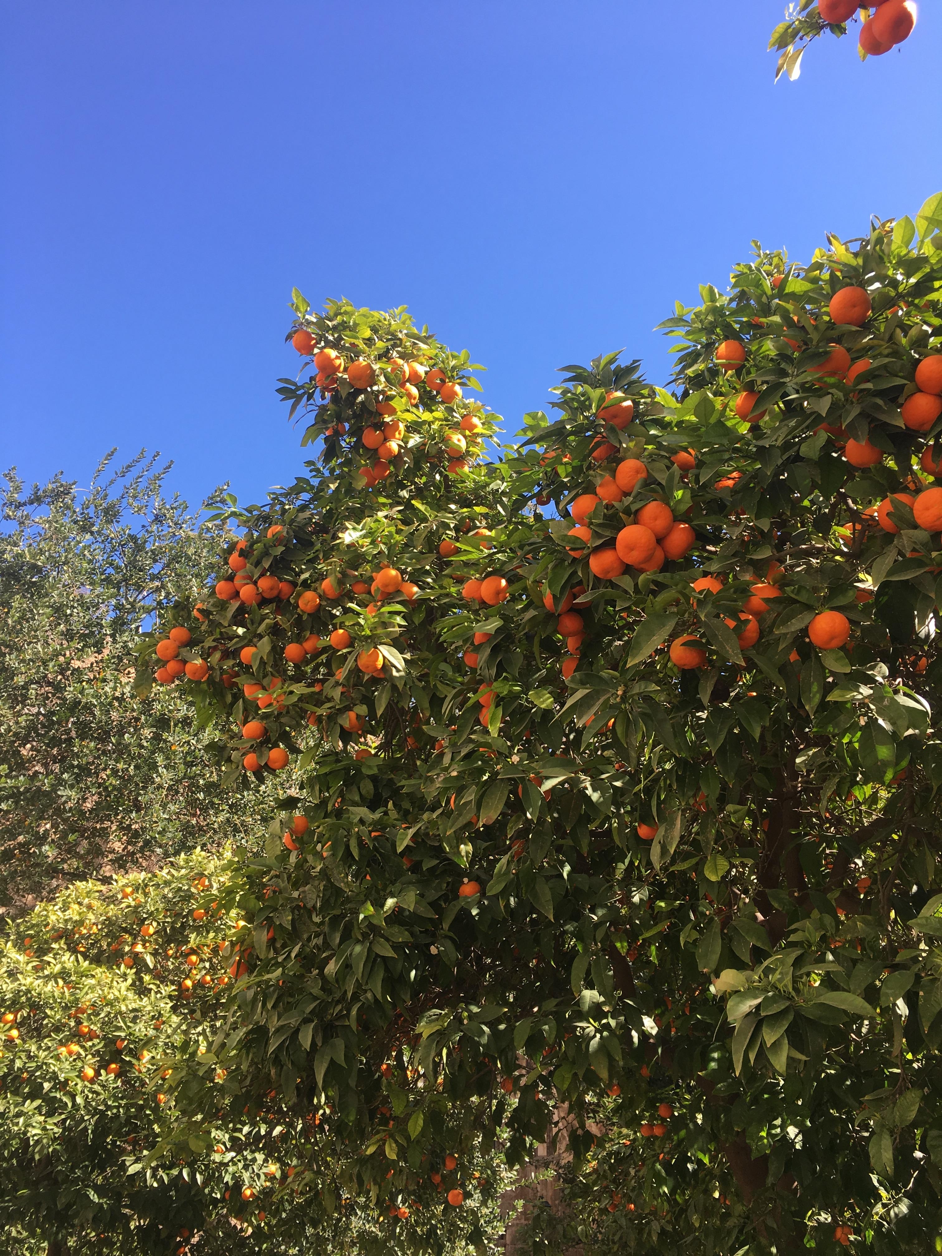 Orangenbaum in Valencia ☀️
