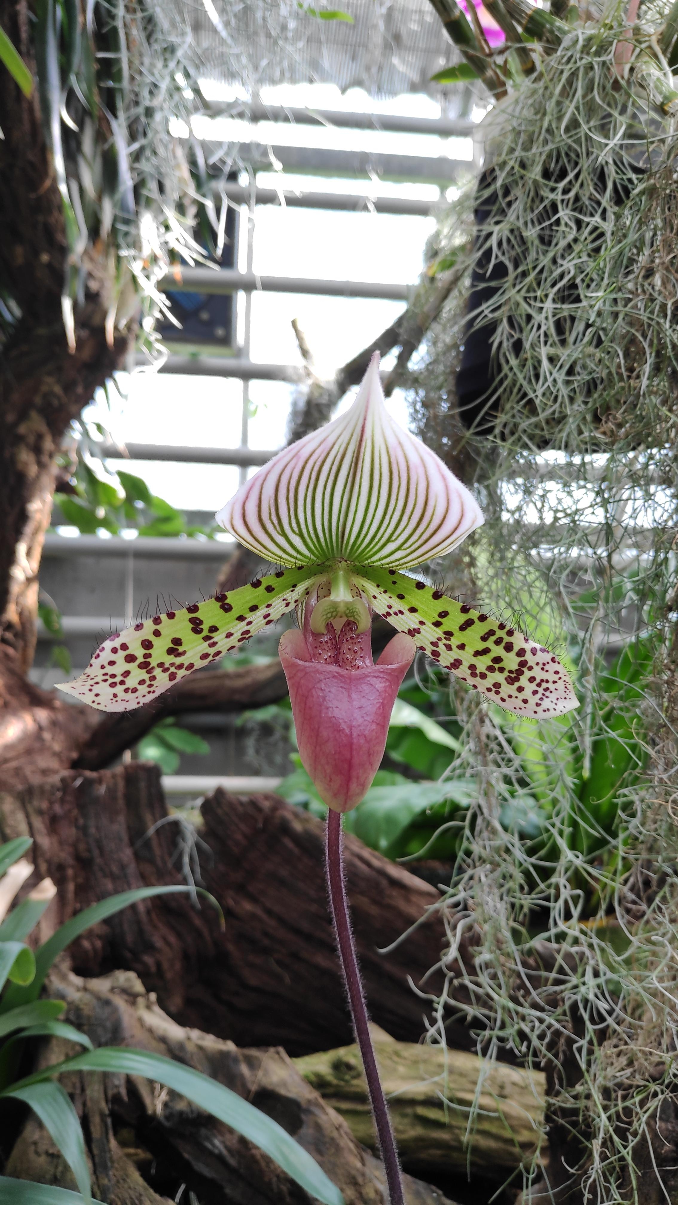 .Orchidee.
#Orchidee #Blume #Blüte #Natur #Ausstellung #Farbenpracht #Muster