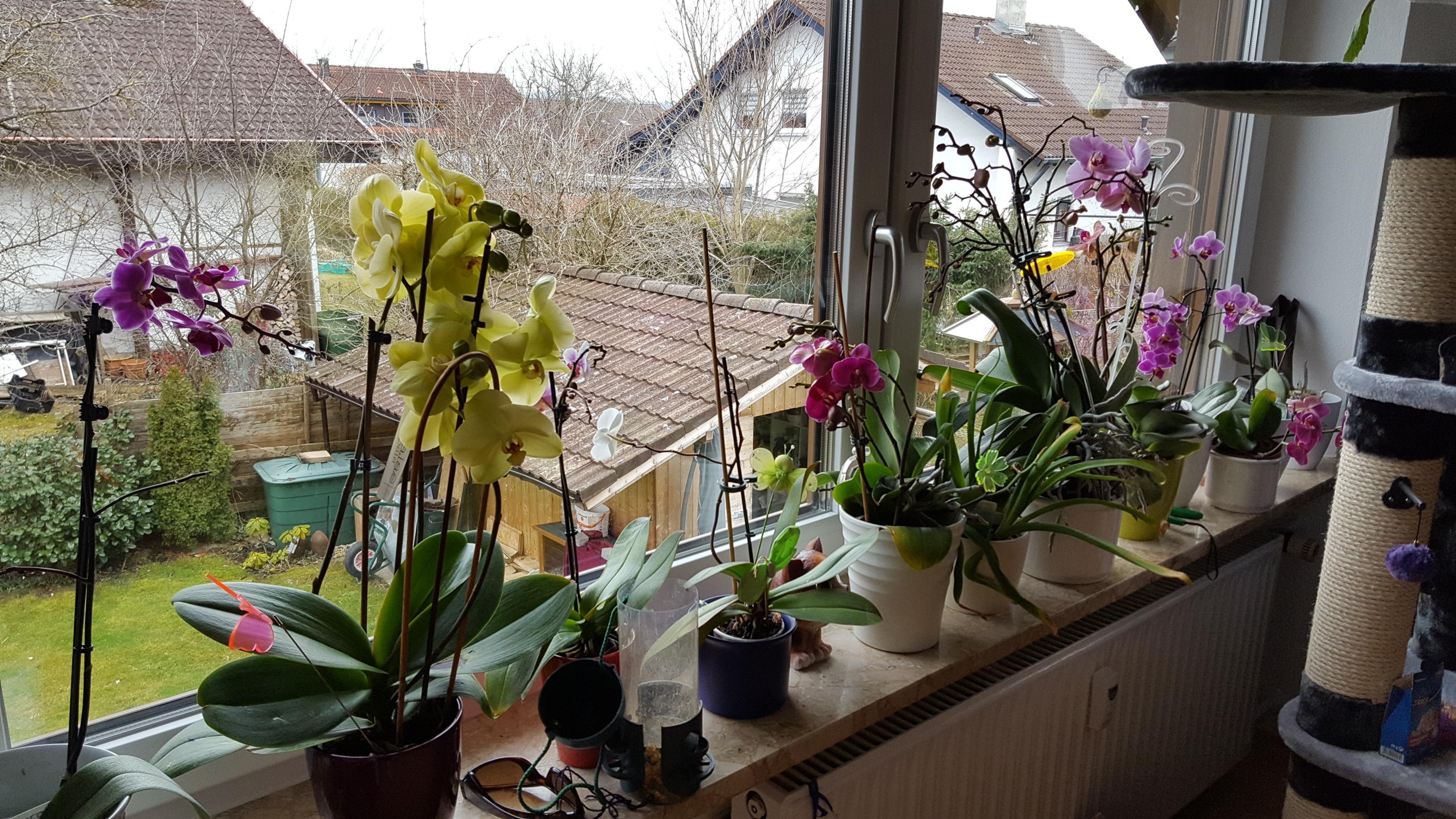 Osterfrühlingsboten Orchideen  im Allgäu. Wunder schön wie die blühen und sehnen nach der Sonne. 
Ostern kann kommen