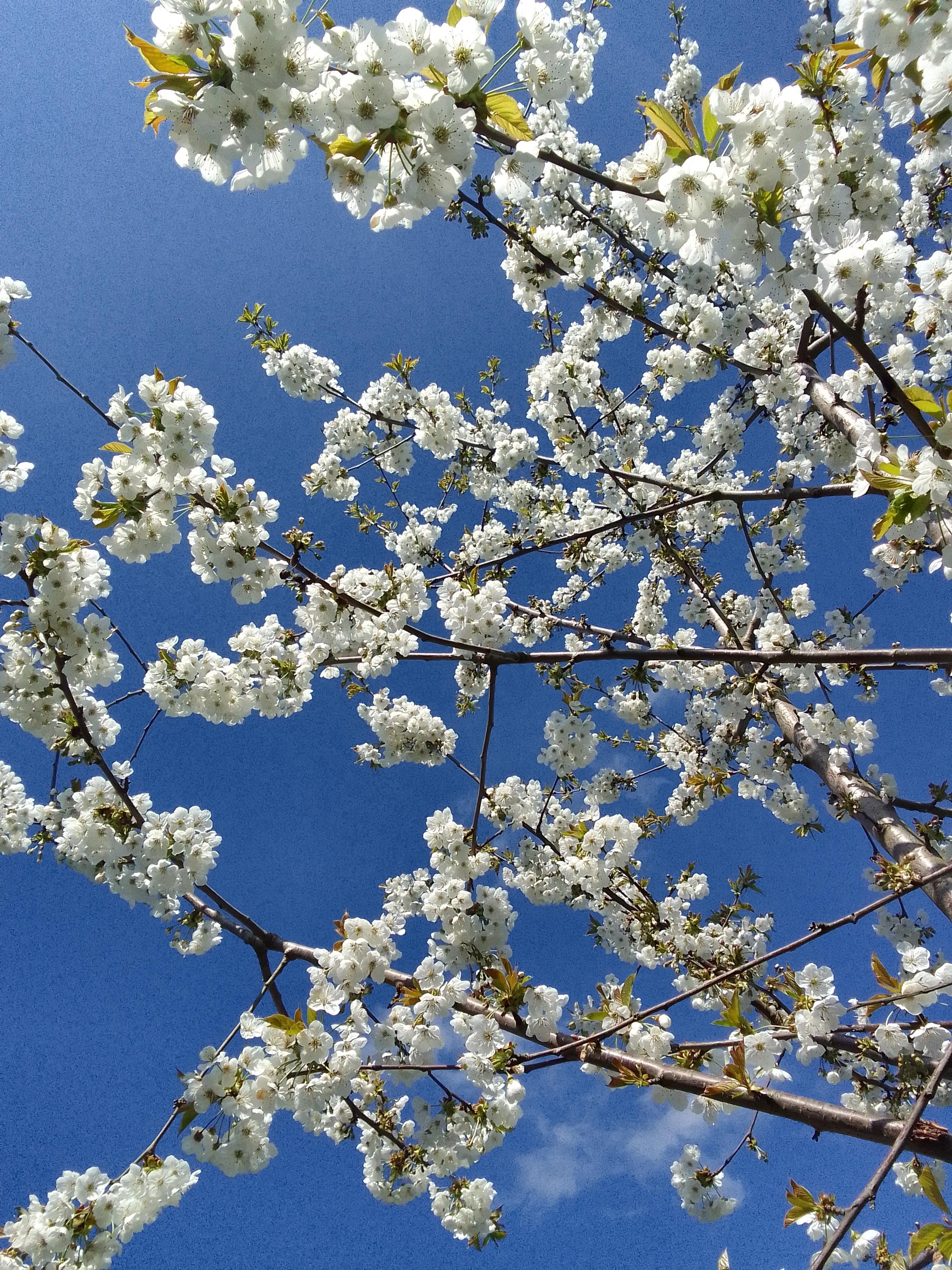 #Ostern #Kirschblüte #Garten