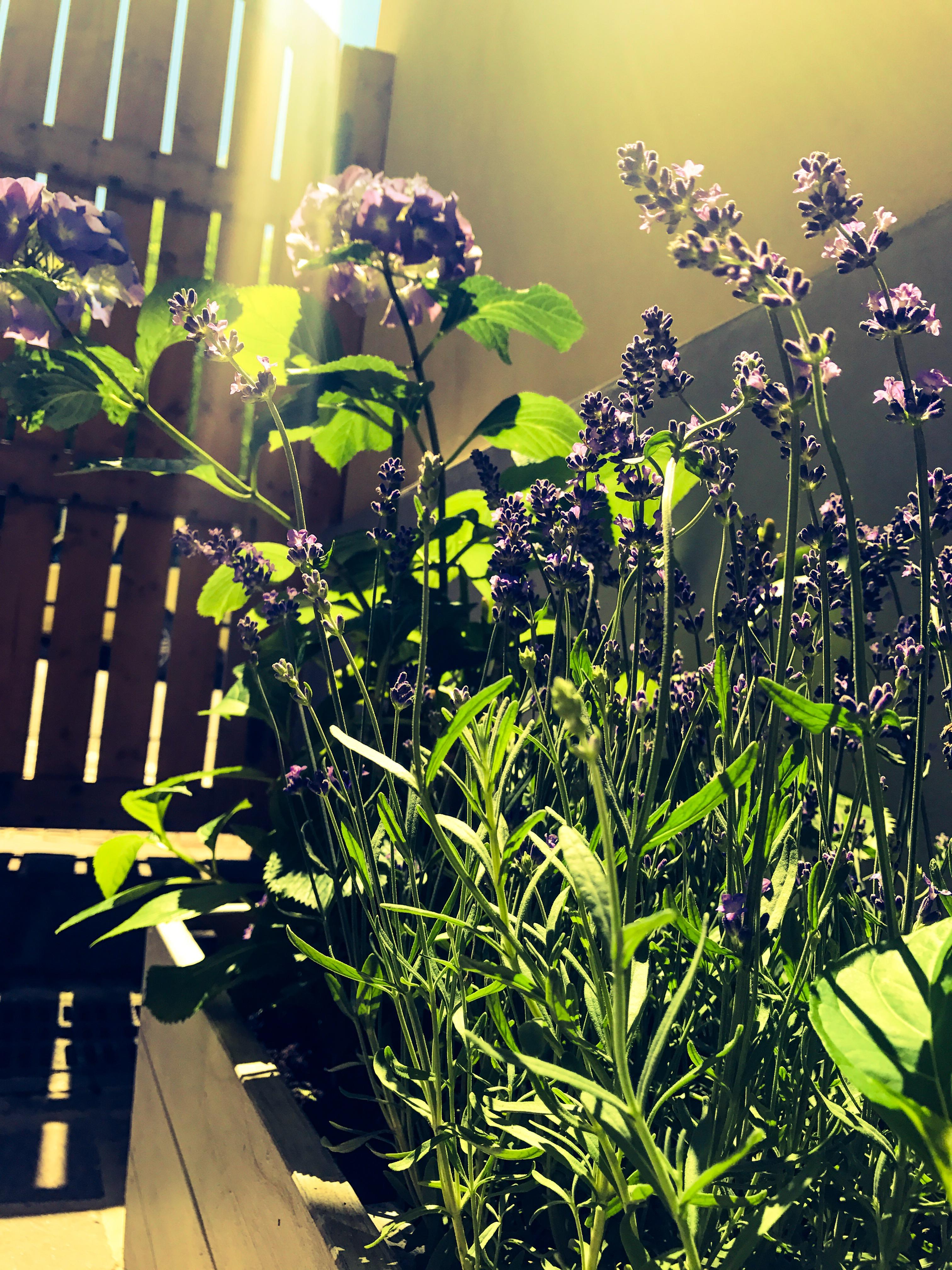 #outdoor, #lavendel,#autumn  noch etwas zeit fuer ein wenig Sonne 