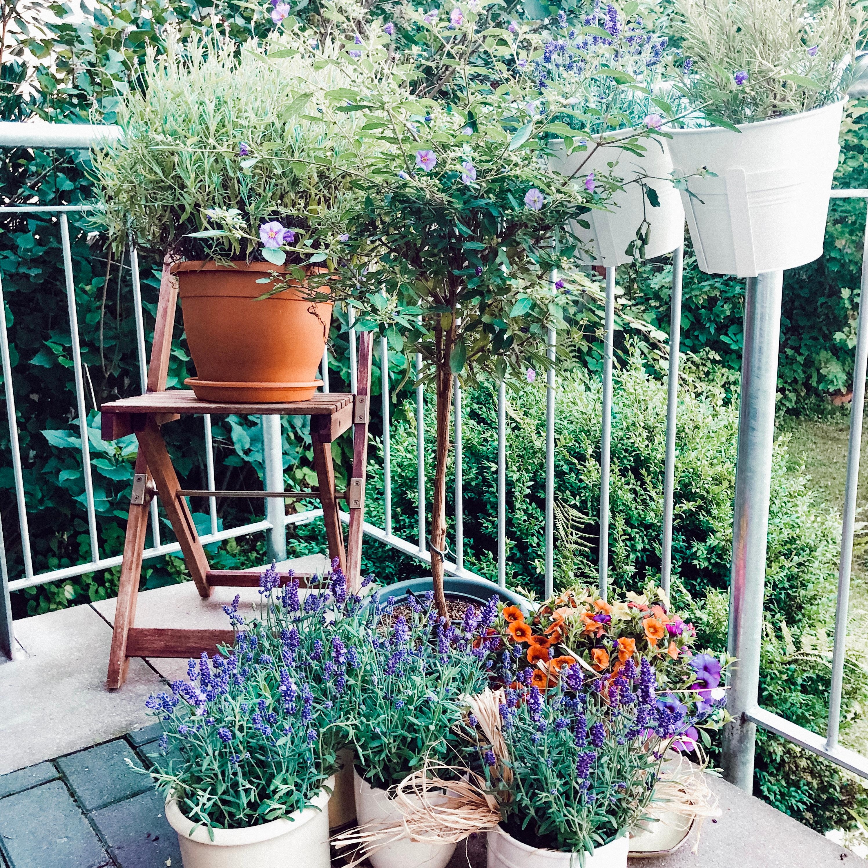 #outdoor #terrasse #balkon #flowers #lavendel