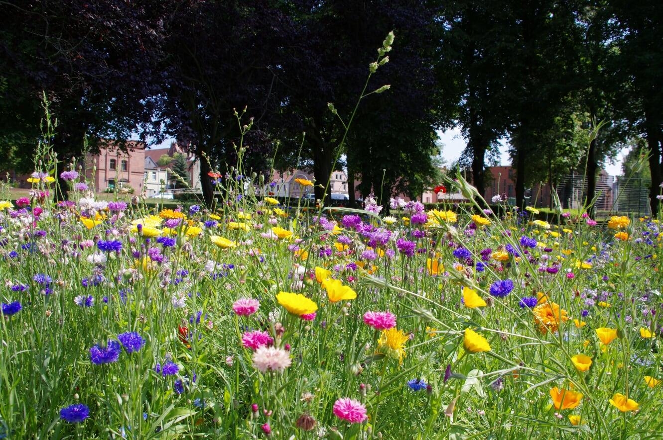 #outdoorweek #Sommerblumen - Das 5 Sterne Hotel für Insekten!