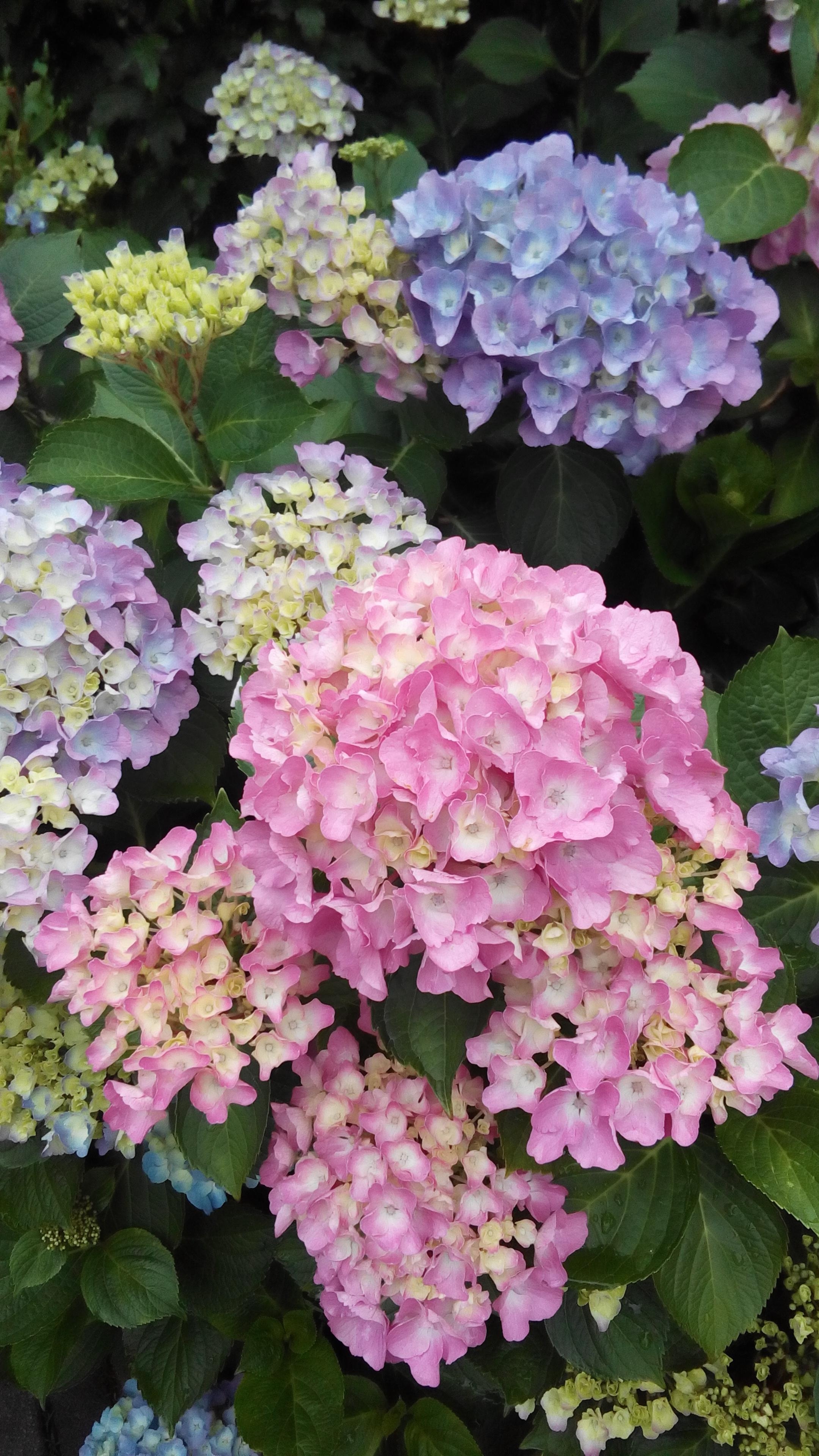 #outdoorweek #sommerblumen
die Hortensie ist für mich "die" Sommerblume, egal ob Ballen, Bauern oder Schneeballhortensie