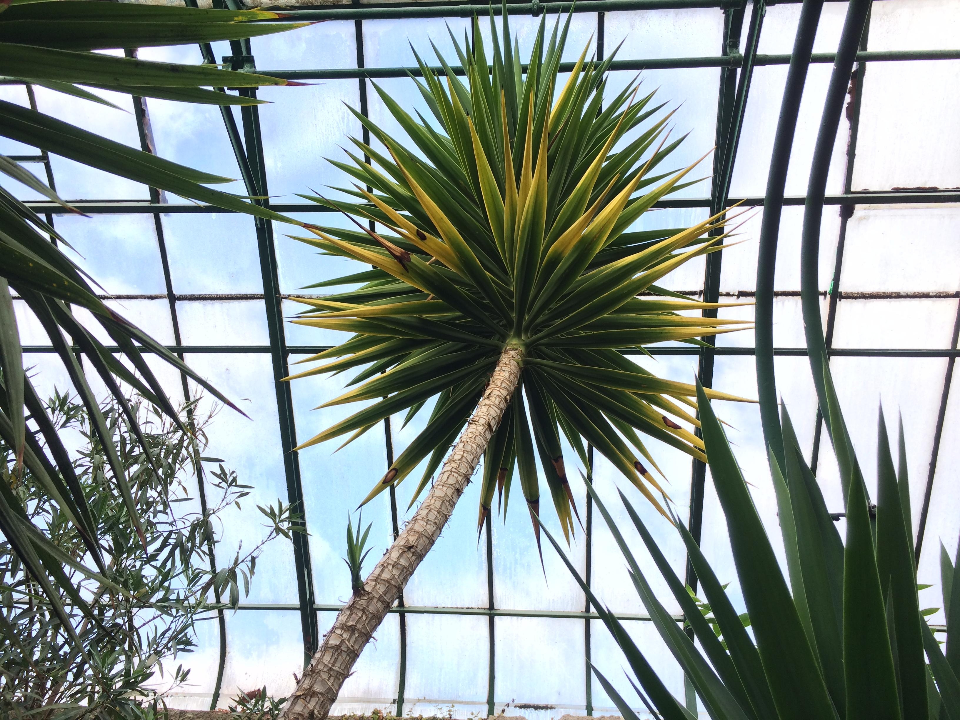 #palm#tropical#green#jungle#urban