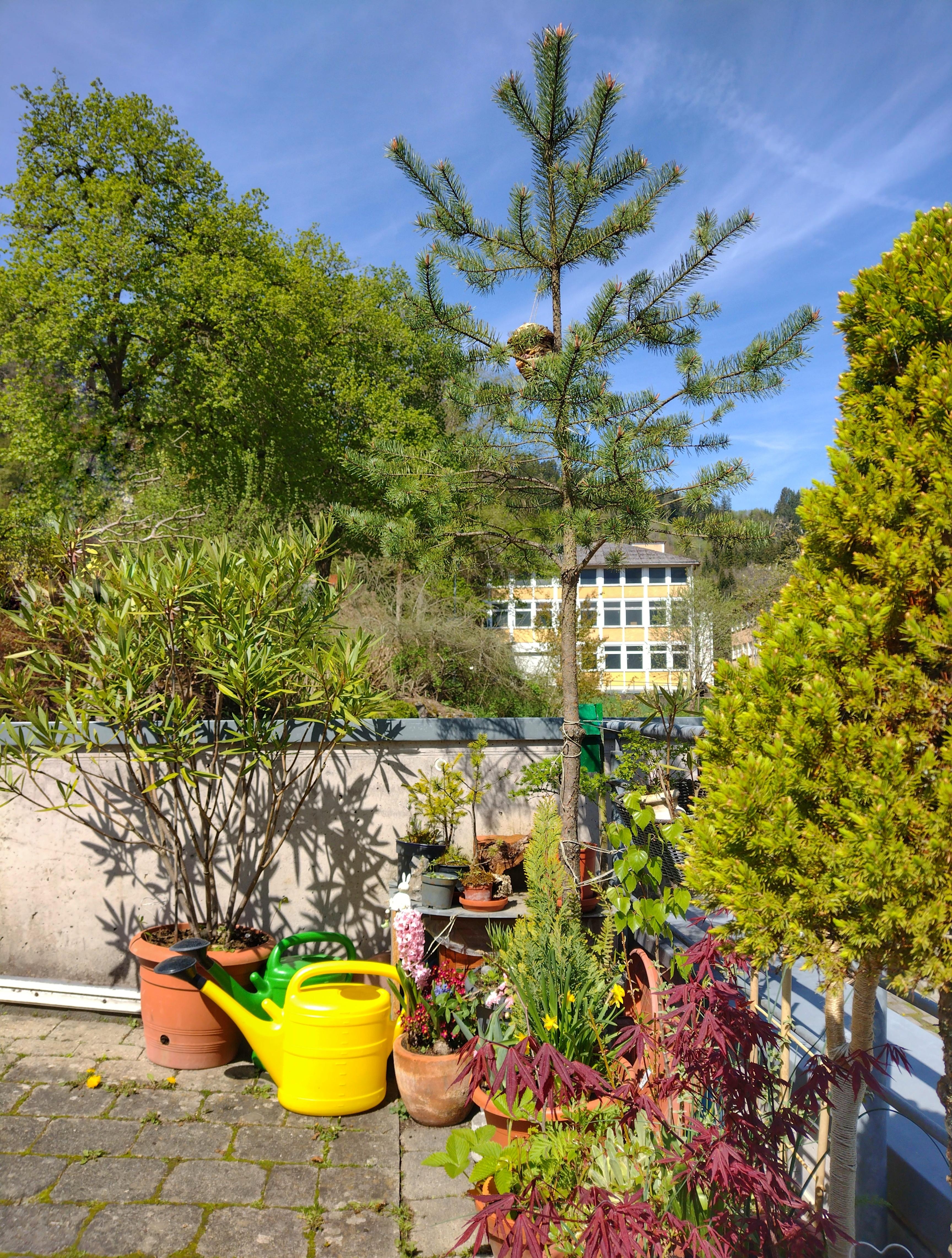 Parkplatz-Garten 🌿
#urbangardening #pflanzenliebe #topfgarten