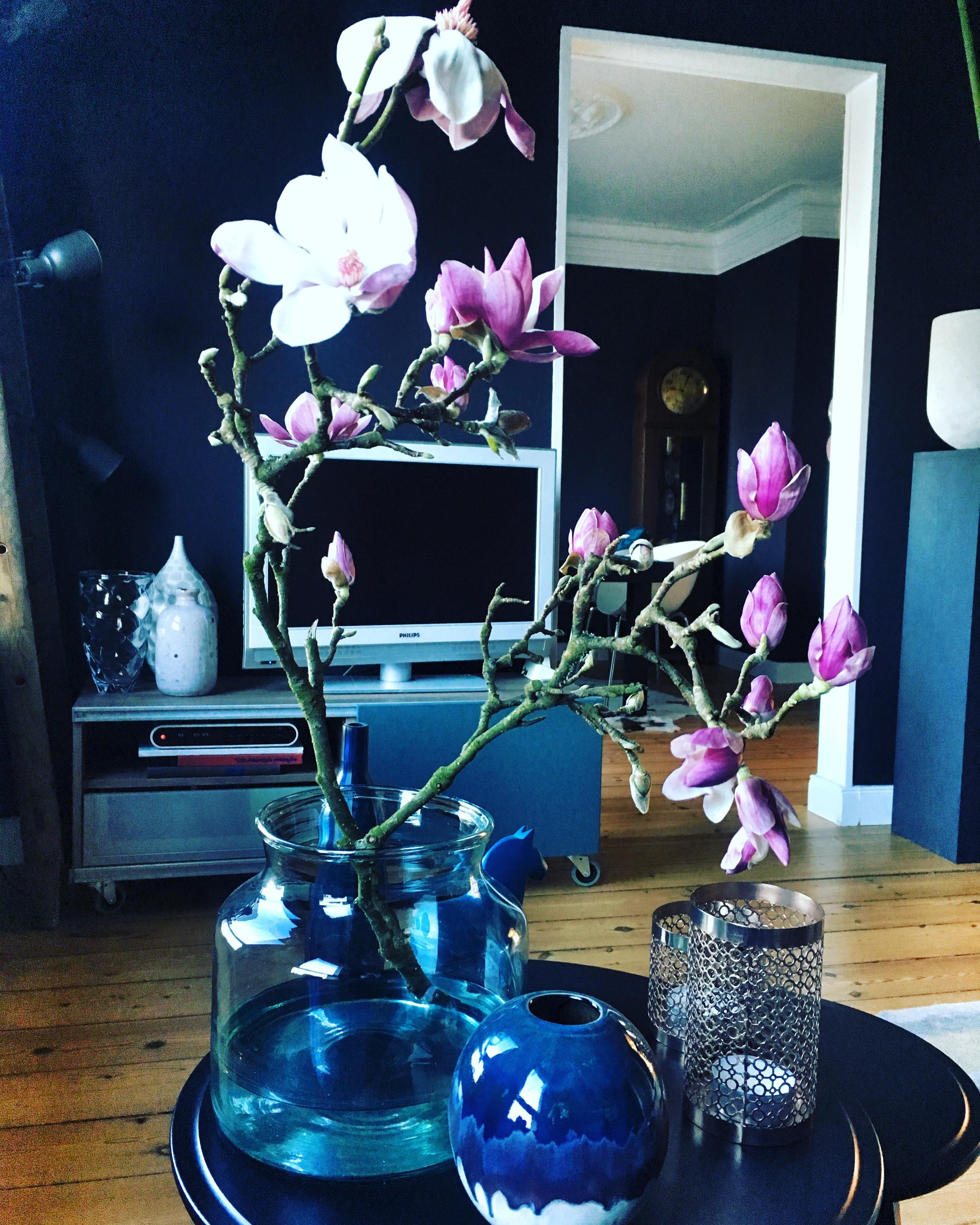 Passend zum Frühlingsanfang (auch wenn es draußen noch a...kalt ist) blühen die Magnolien! #neuhier