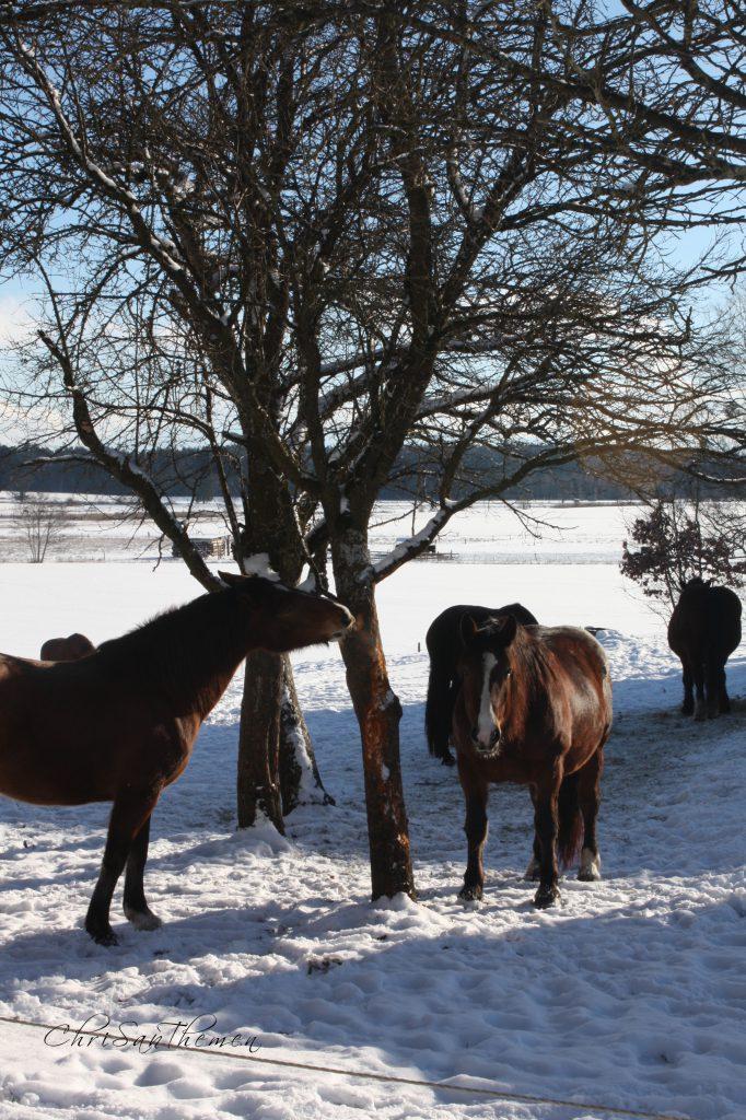 #pferde #winter #schnee #draussen 