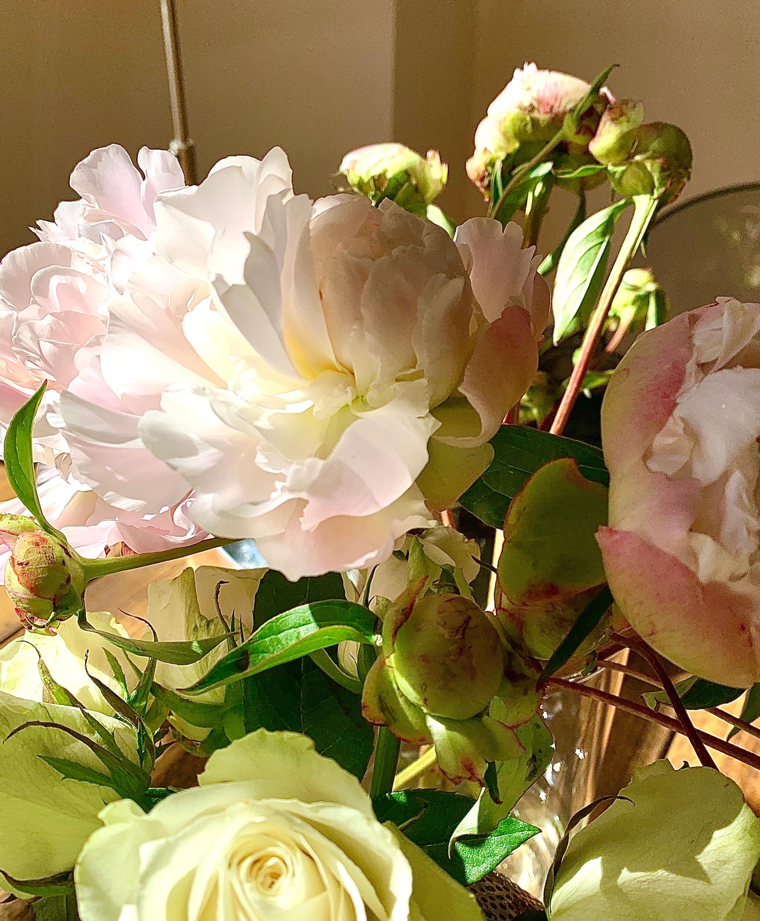 Pfingst- und sonstige Rosen
#peonies #flowers