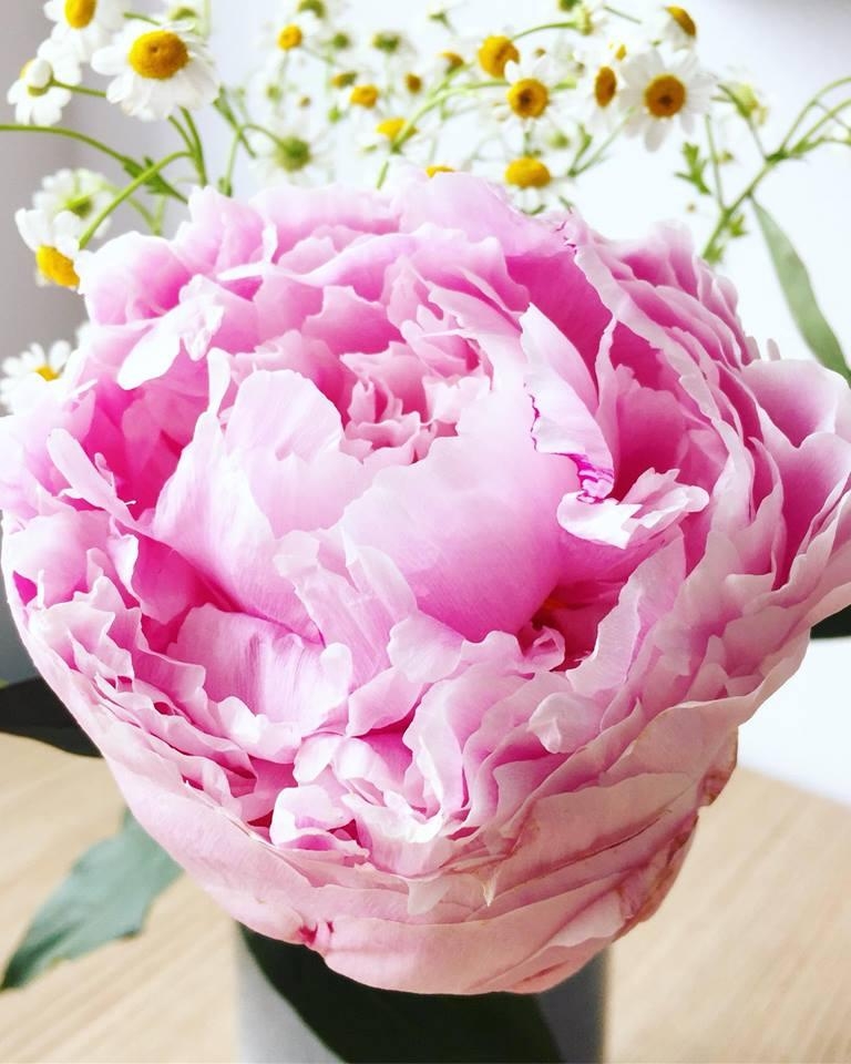 #pfingstrose #lieblingsblume #pinkflowers #flowermakesmehappy #peony #flowermakesmehappy #enjoythelittlethingsinlife