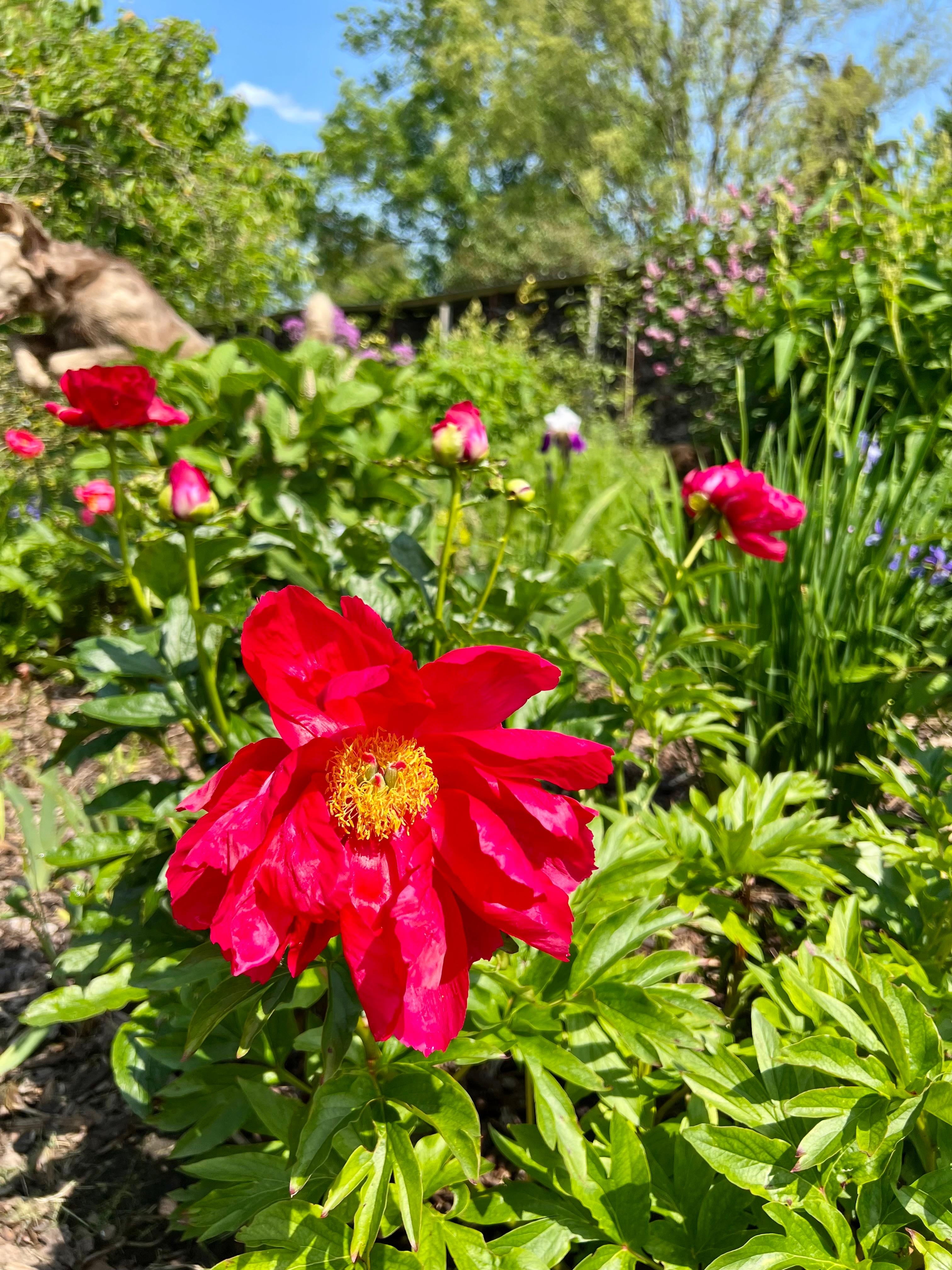 #Pfingstrosen #Landleben  #Blumenbeet #Natur 🐝🌞 #Landhausgarten und oben links ein Flughund 😂