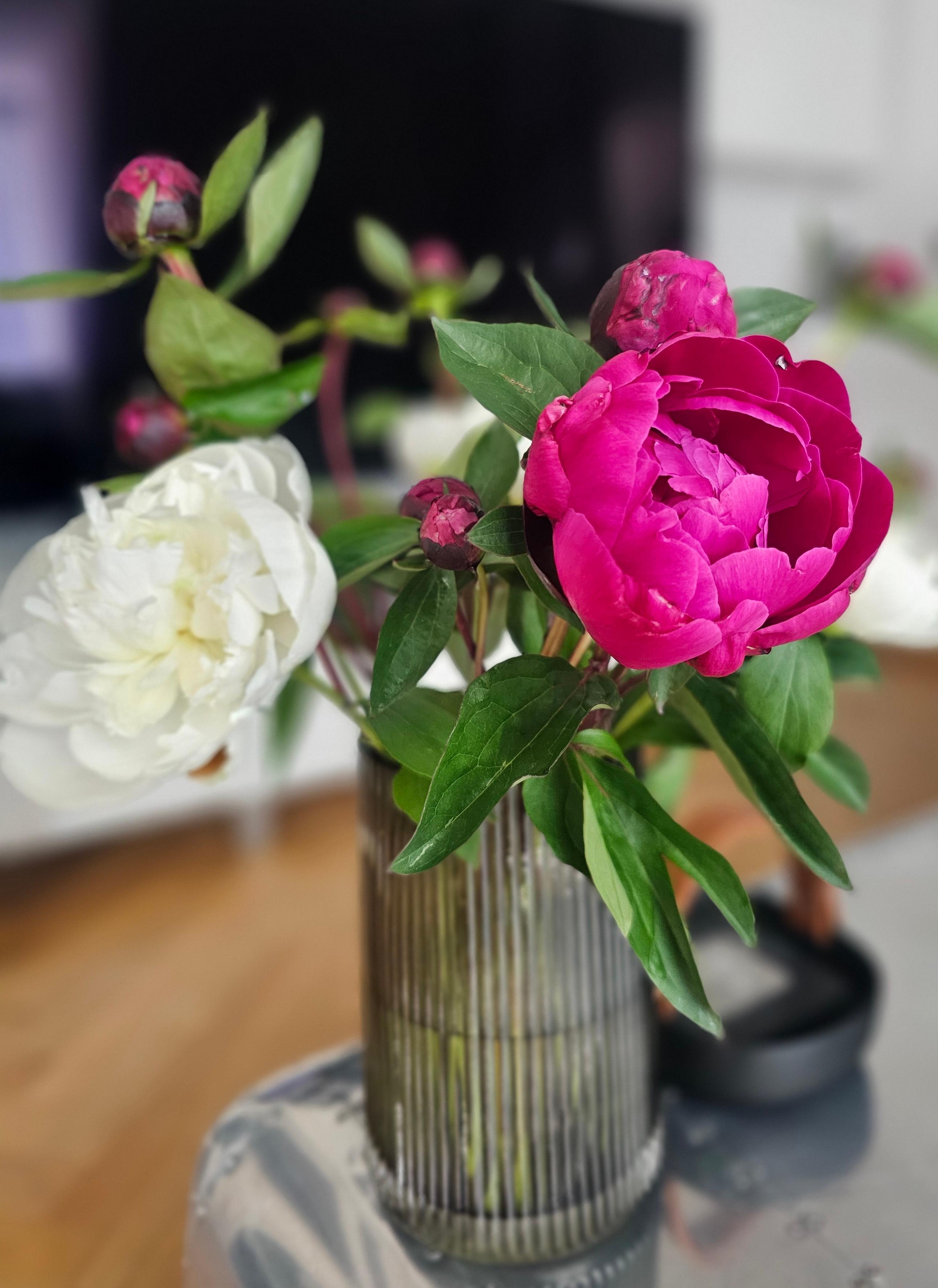 Pfingstrosenliebe 