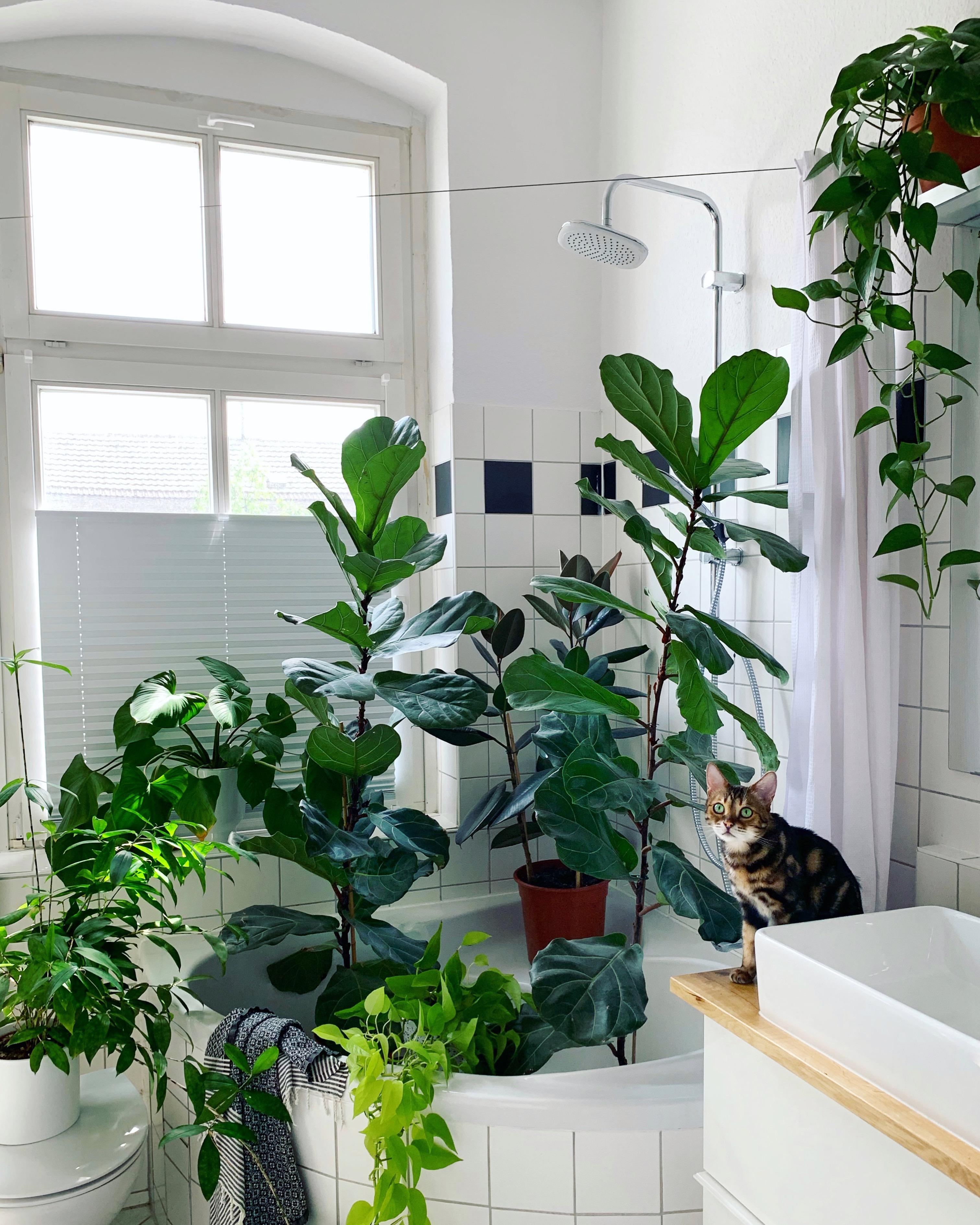 Pflanzen duschen mit Kater. #pflanzen #katze #badezimmer