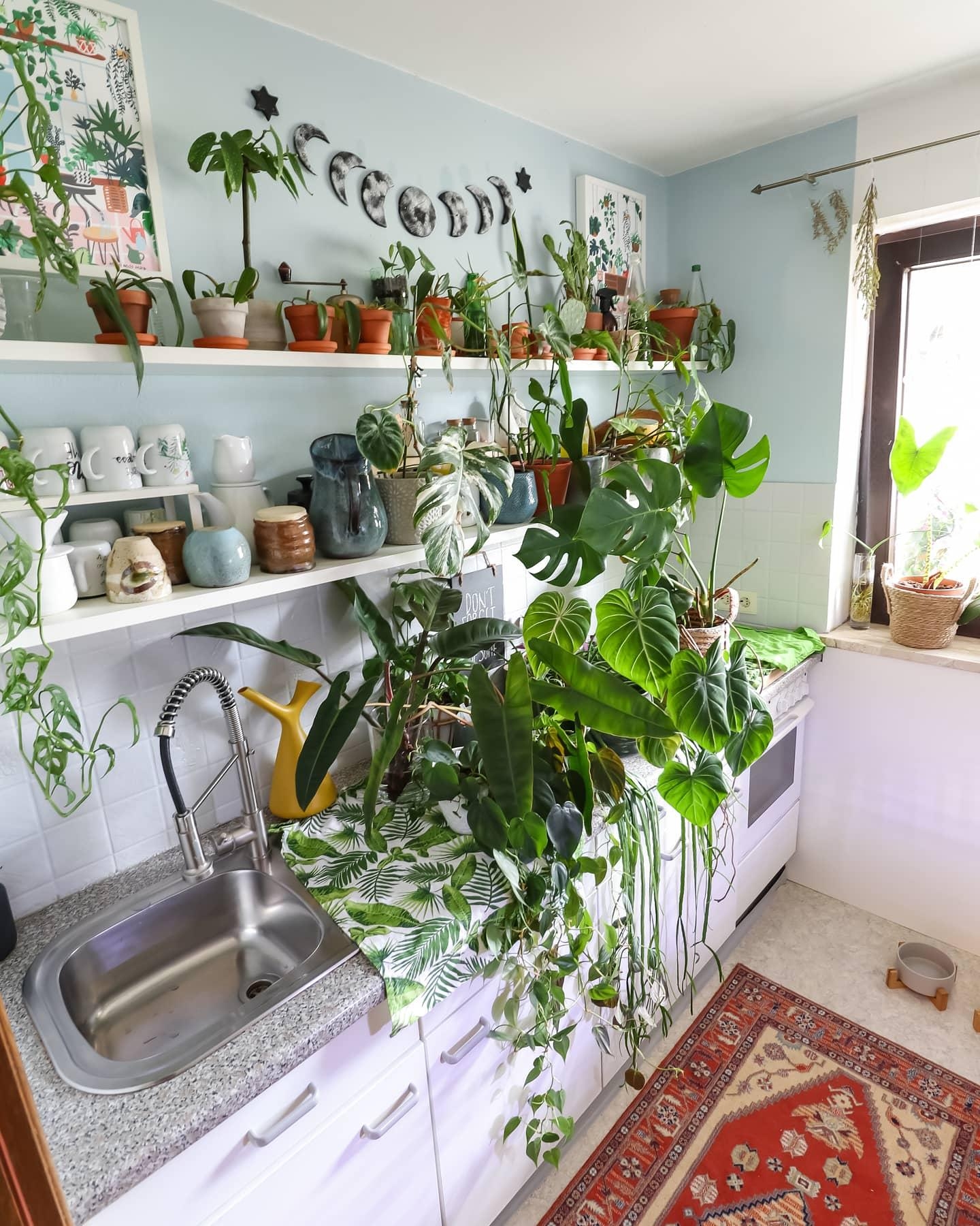 Pflanzen gießen nicht vergessen 💦🪴 #küche #pflanzen #regal #dekoidee #couchstyle 