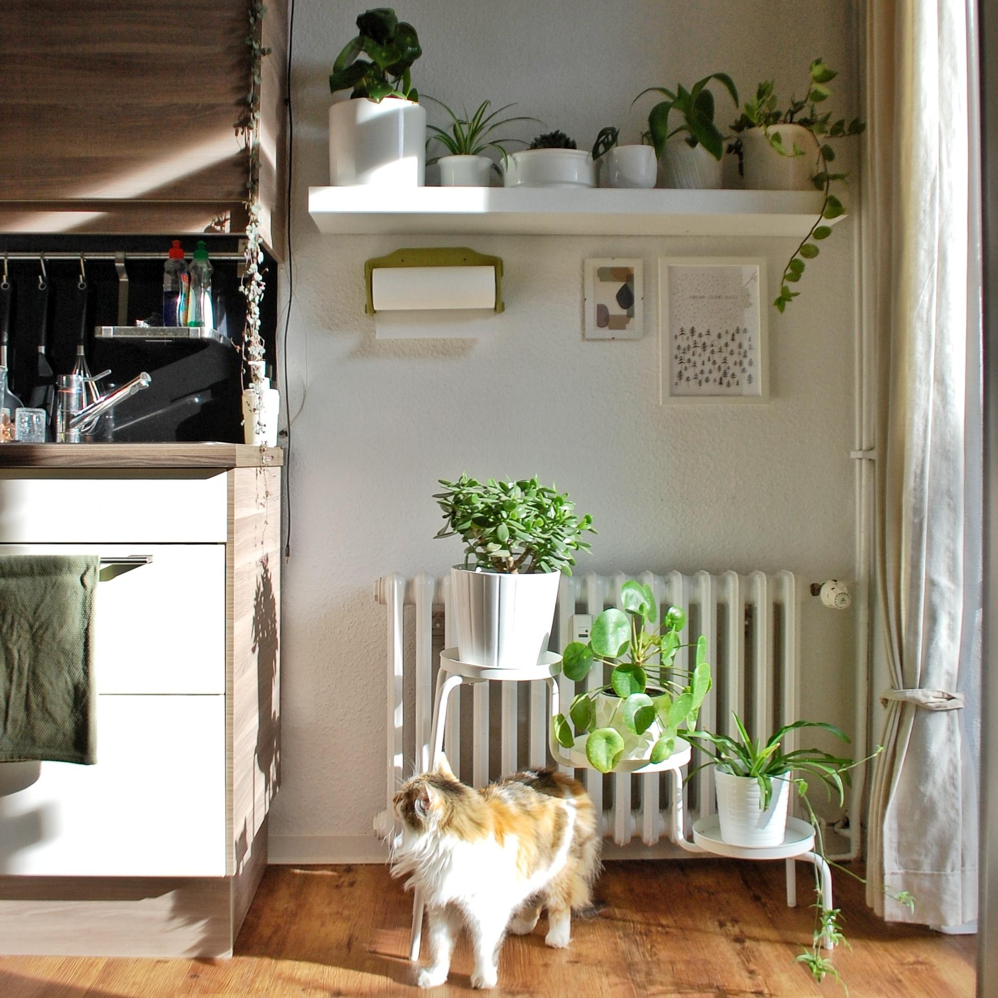 Pflanzen in der Küche sind genau der richtige Farbtupfer! #scandistyle #couchstyle 
#kitchenspot #plantgang
