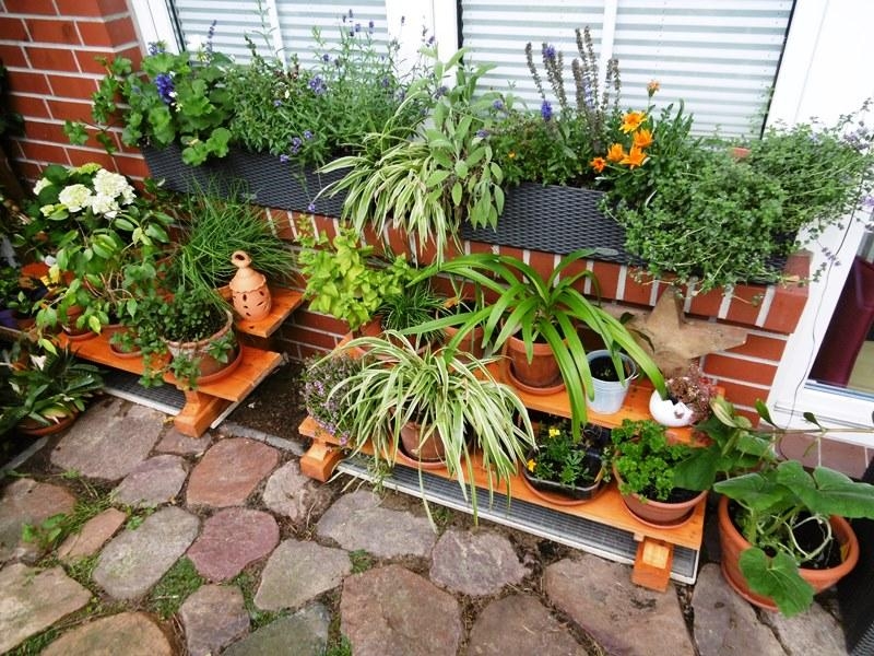 #pflanzen  #livingchallenge
Im Sommer wohnen die Zimmerpflanzen auch draußen.