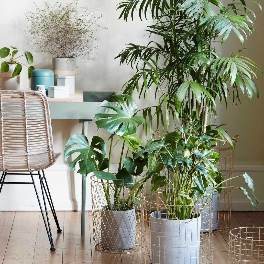 Pflanzen machen euer Zuhause einfach richtig wohnlich!
#pflanzen	#pflanzenliebe
