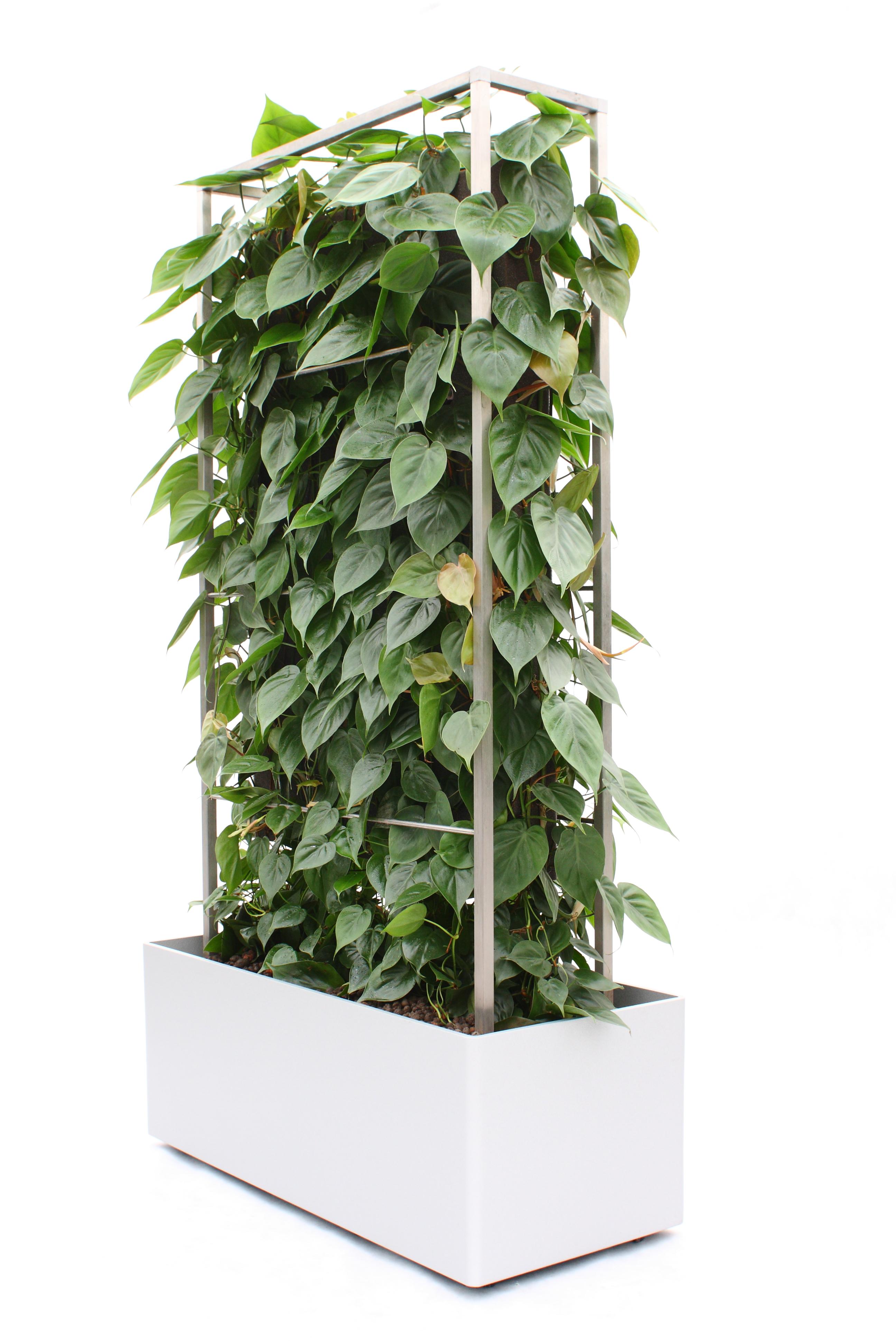 Pflanzen-Paravent / Mobiler Raumteiler #paravent #sichtschutz #sitzecke #raumteiler #schallschutz ©Kremkau Raumbegrünung