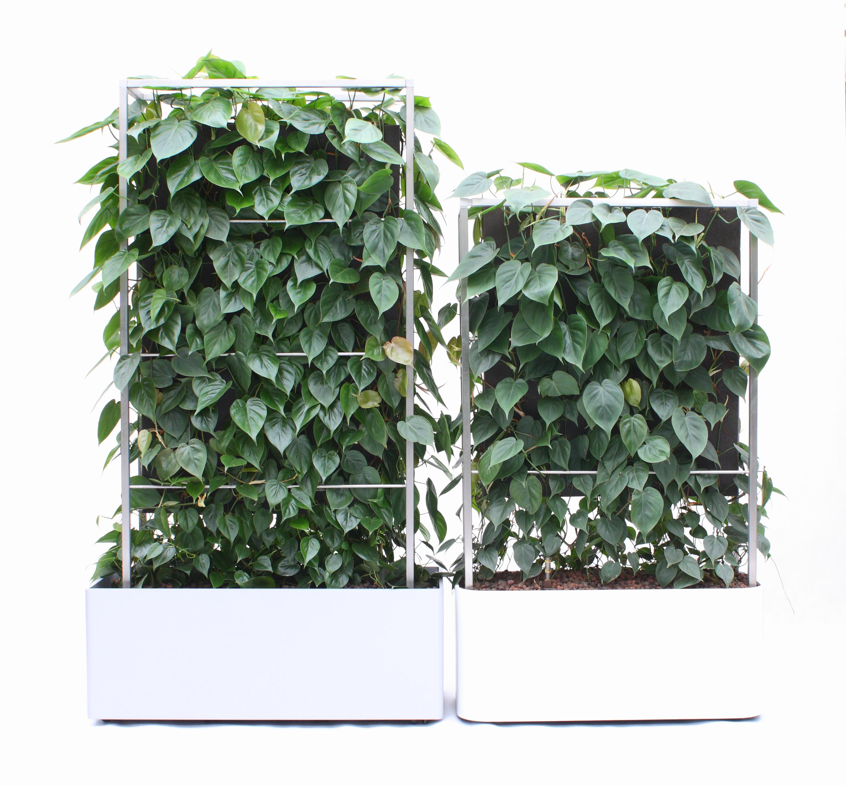 Pflanzen-Paravent / Mobiler Raumteiler #paravent #sichtschutz #sitzecke #raumteiler #schallschutz ©Kremkau Raumbegrünung