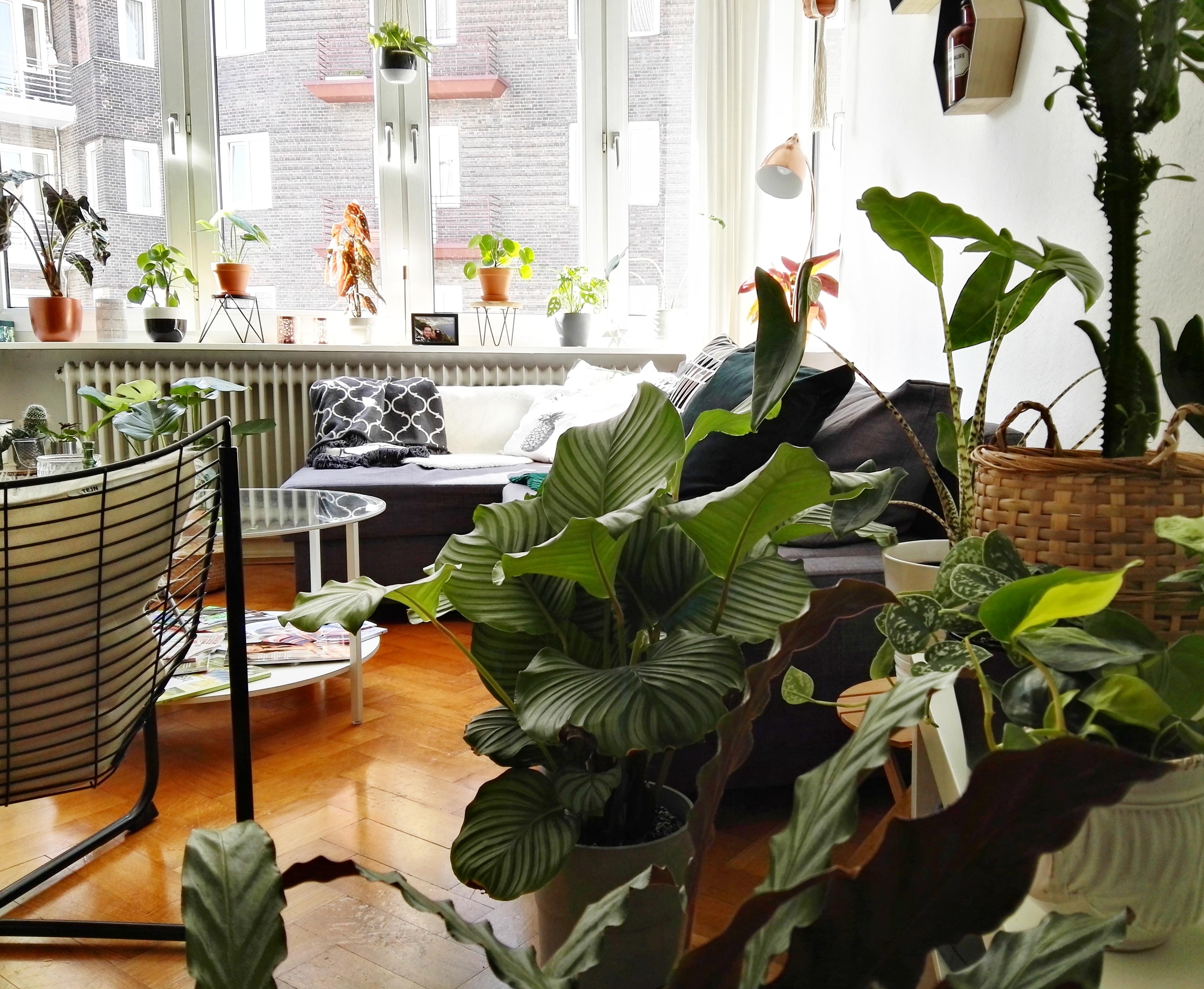Pflanzen Teil 1 #interior #livingroom #urbanjungle #plantlover #plantgang #pflanzenliebe 
