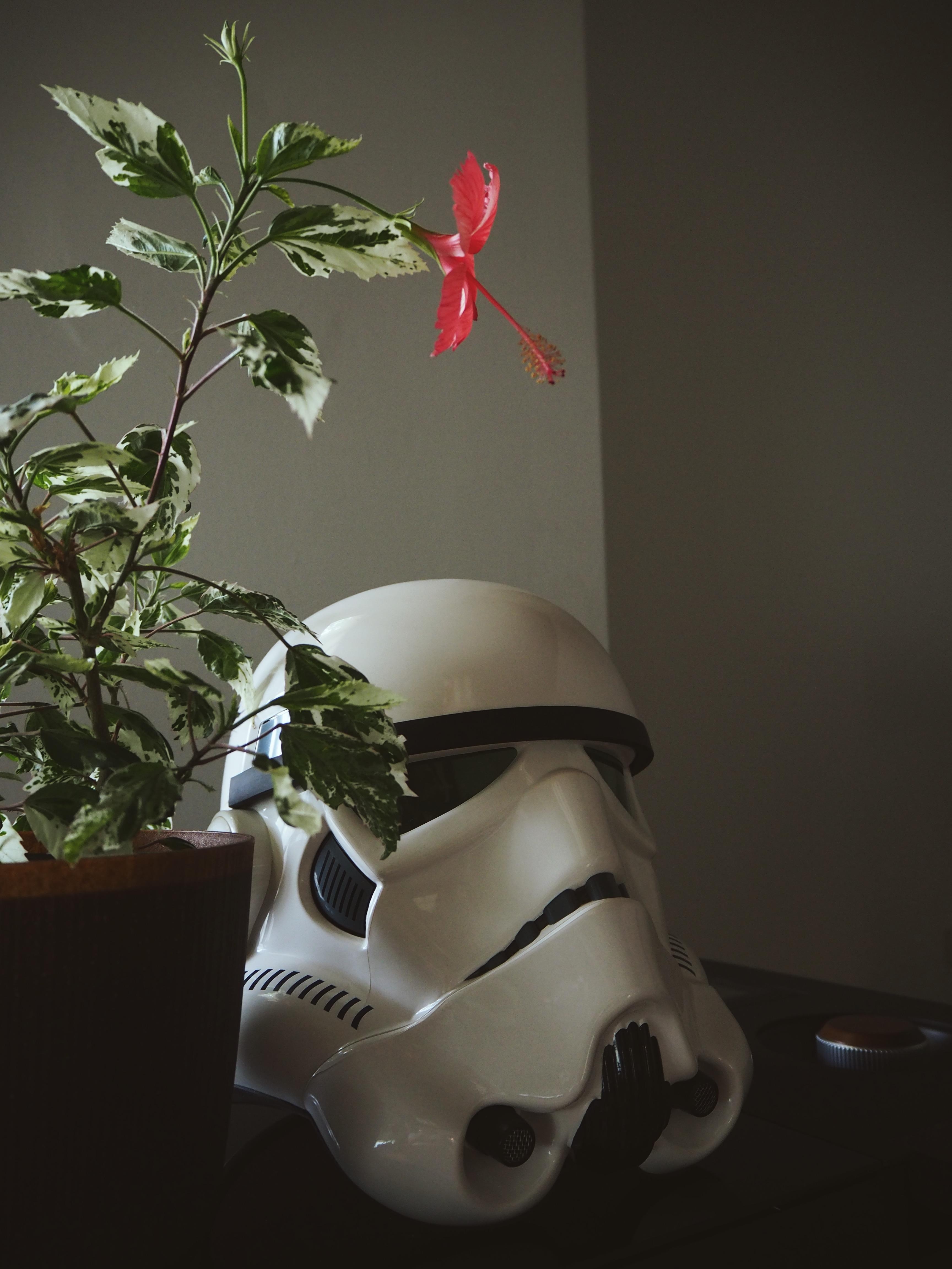 Pflanzen und Star Wars - Episode 1 #interiordecor #starwars #couchstyle #plants #zimmerpflanzen #stormtrooper