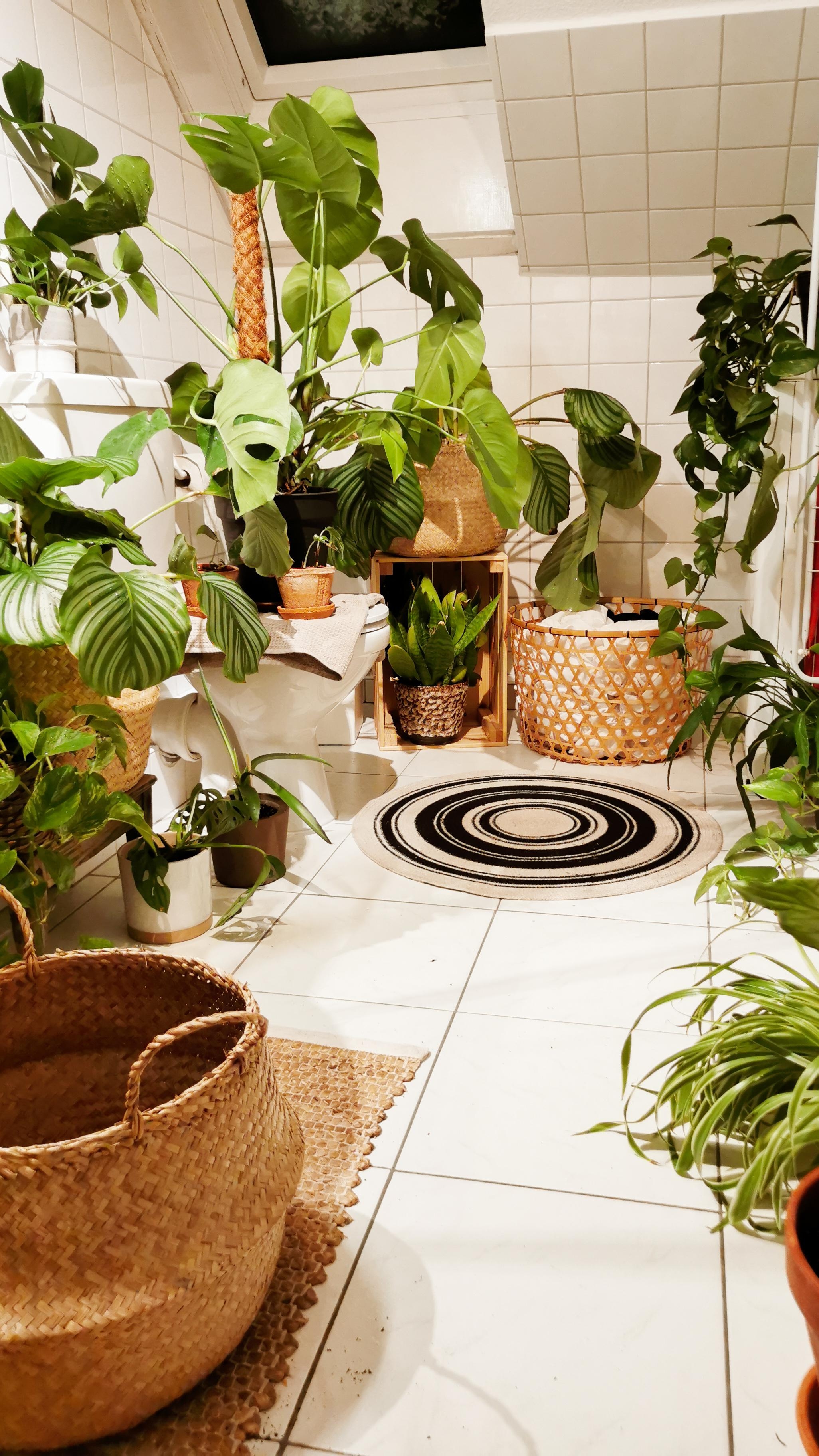 Pflanzen-Waschtag im Badezimmer. #pflanzenliebe #urbanjungle #plantgang #badezimmer #boho