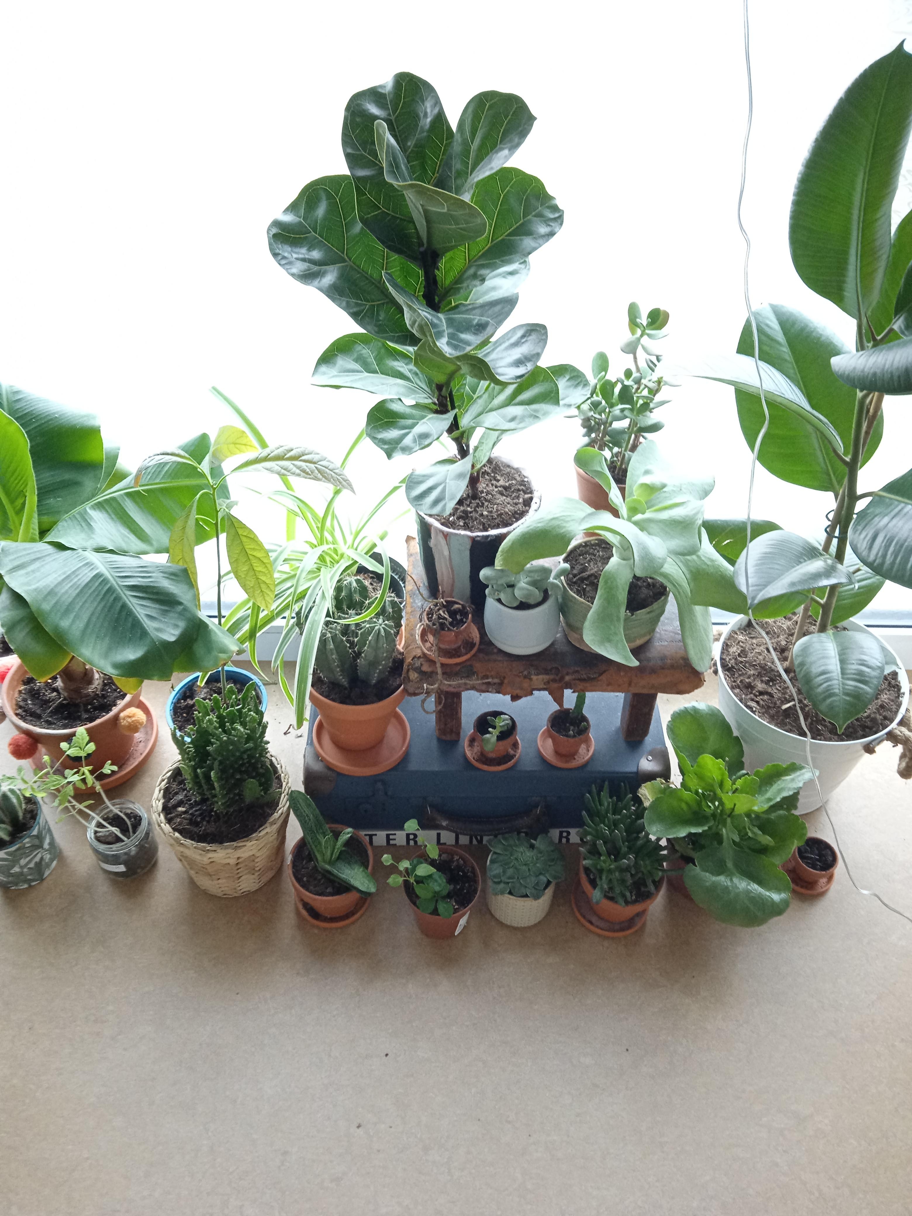 Pflanzeninterior 🌱🌵🌿 #lebenmitpflanzen 