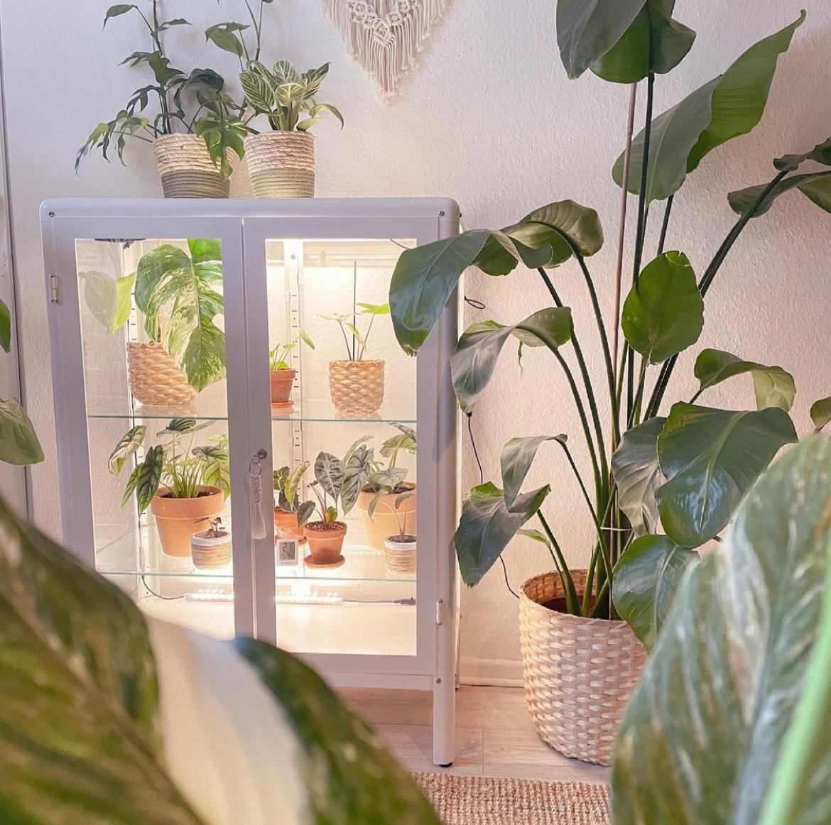 Pflanzenkindergarten.
#pflanzen #plants #plantmom #indoorgreemhouse #greenhouse #gewächshaus #livingroom #vitrinie