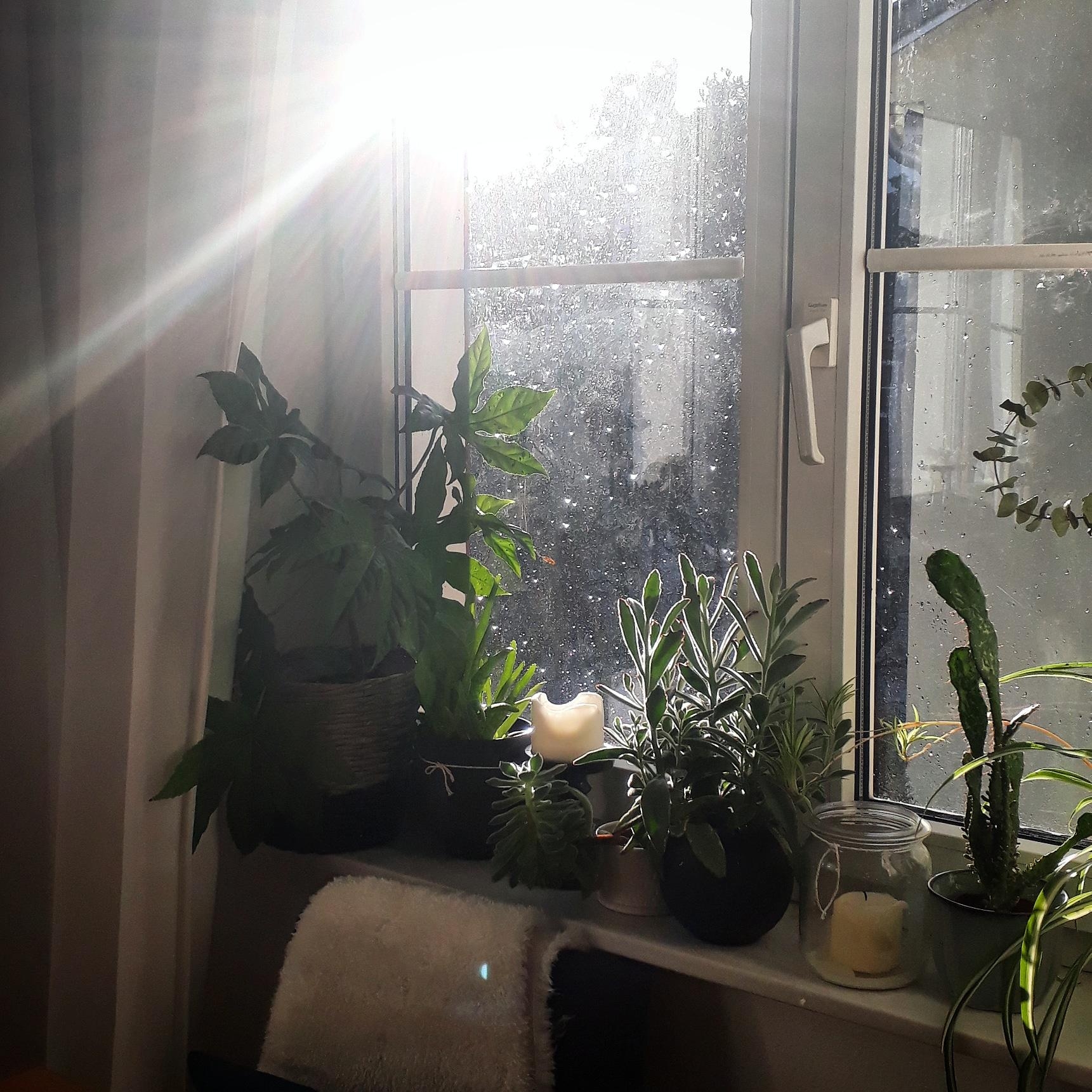 #pflanzenliebe am Morgensonnenfenster