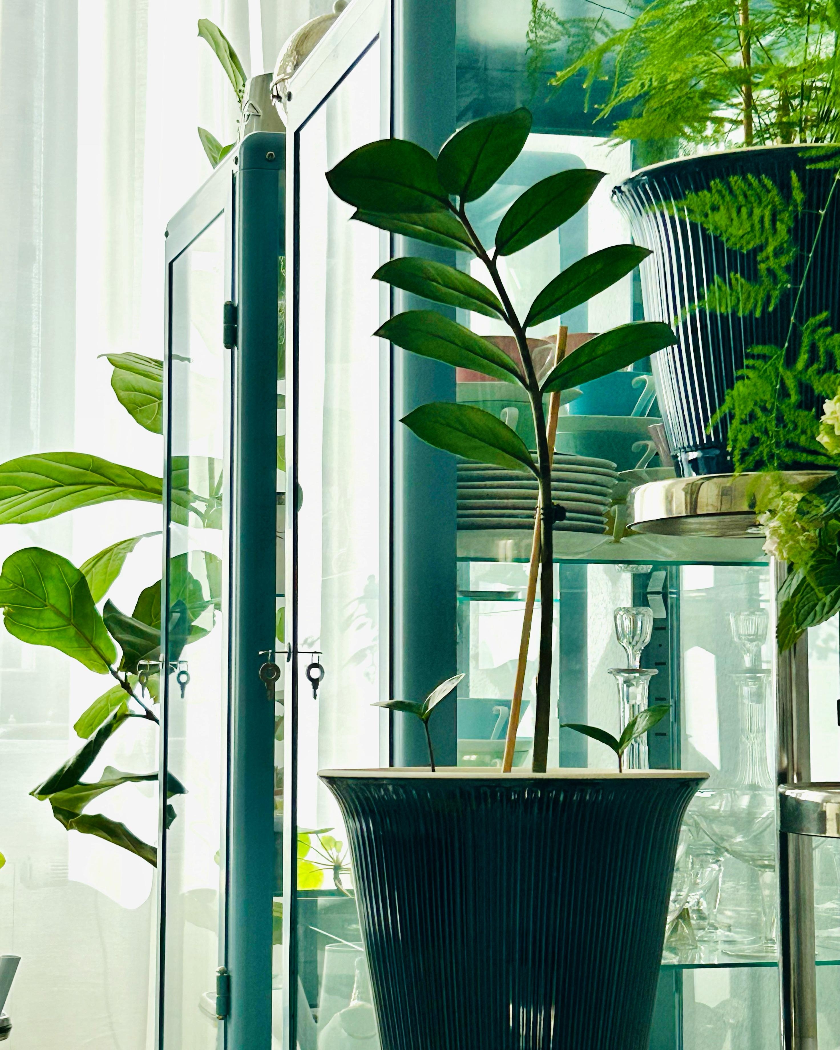 #pflanzenliebe #ikeafabrikör #vitrinenliebe
Ich mag Pflanzen. Ihre Farben harmonieren mit dem Graublau der Ikea Vitrinen. 