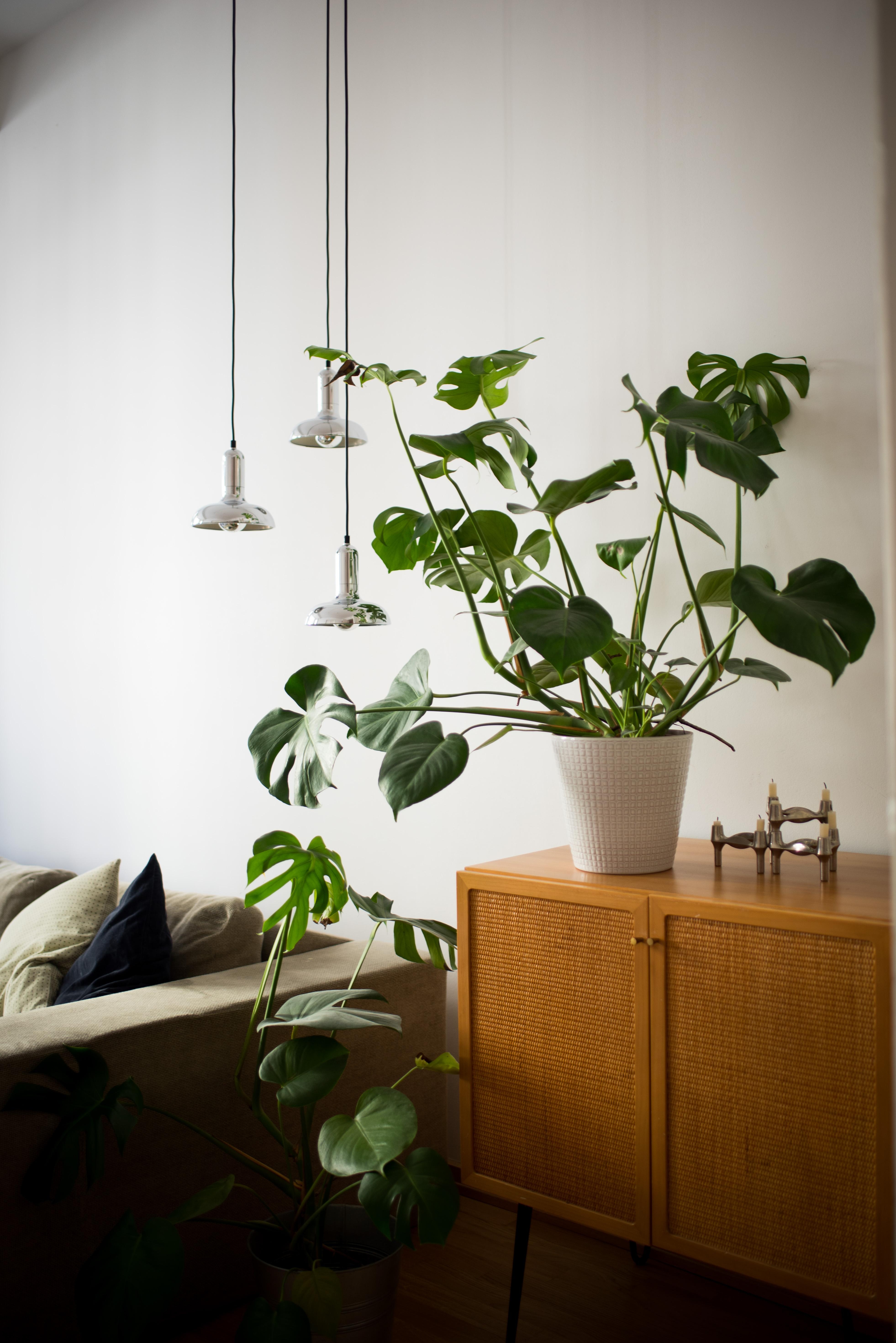 #pflanzenliebe in unserem Wohnzimmer #interiorstyle #vintage #urbanjungle
