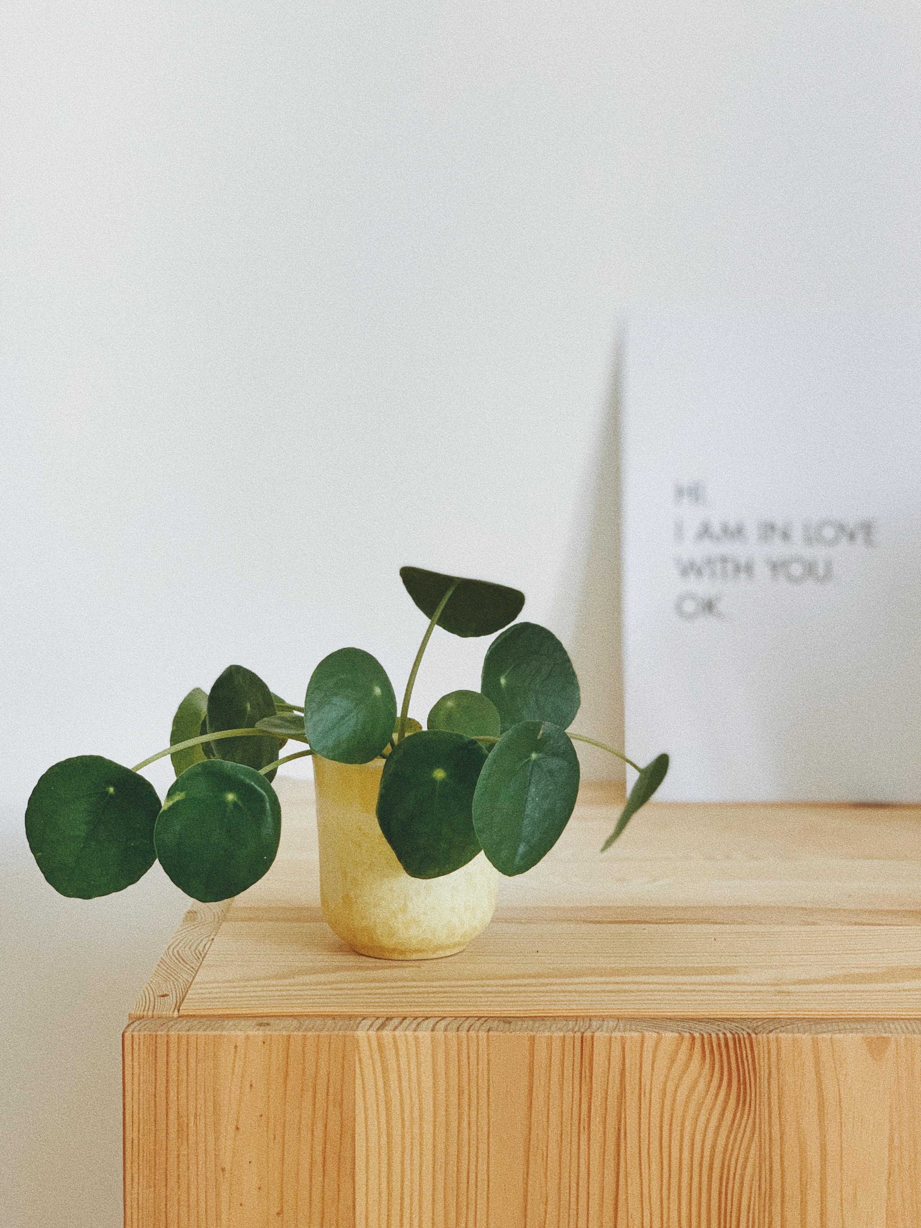 Pflanzenliebe. #interior #plants #green #ikea #ivar #beedroom
#decoration