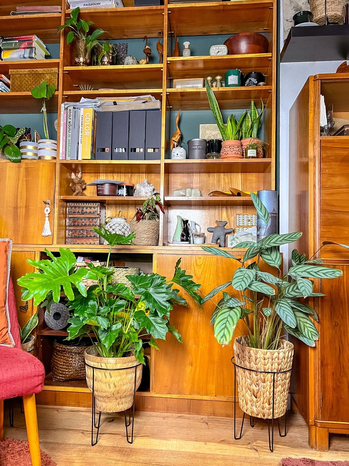 Pflanzenliebe! Katzen, Pflanzen und Vintage in meiner Potsdamer Jugendstil-Maisonette! #vintage #sustainablehome #plants