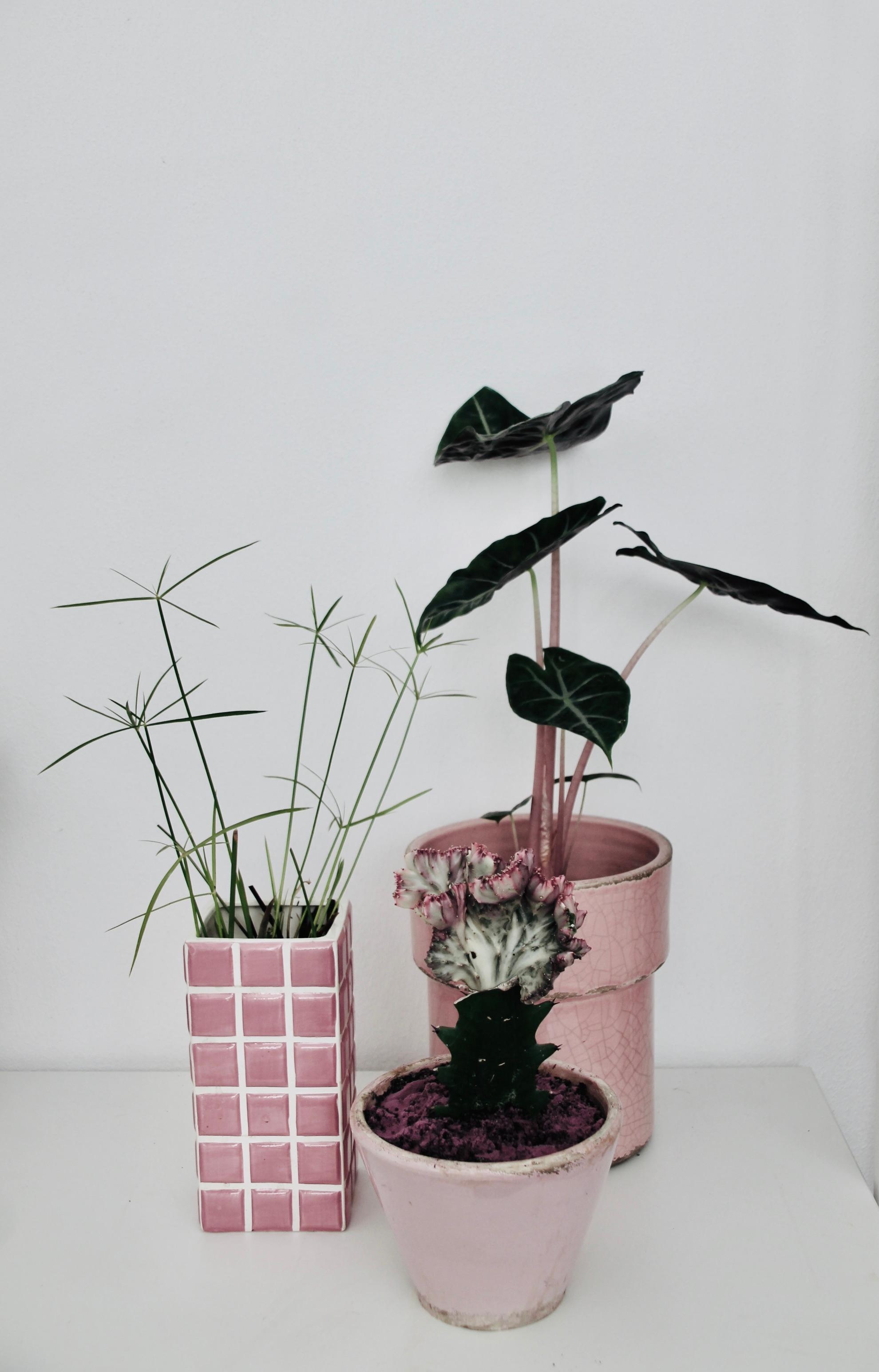 PflanzenLiebe, rosa+grün....  #pflanzenliebe #plants
