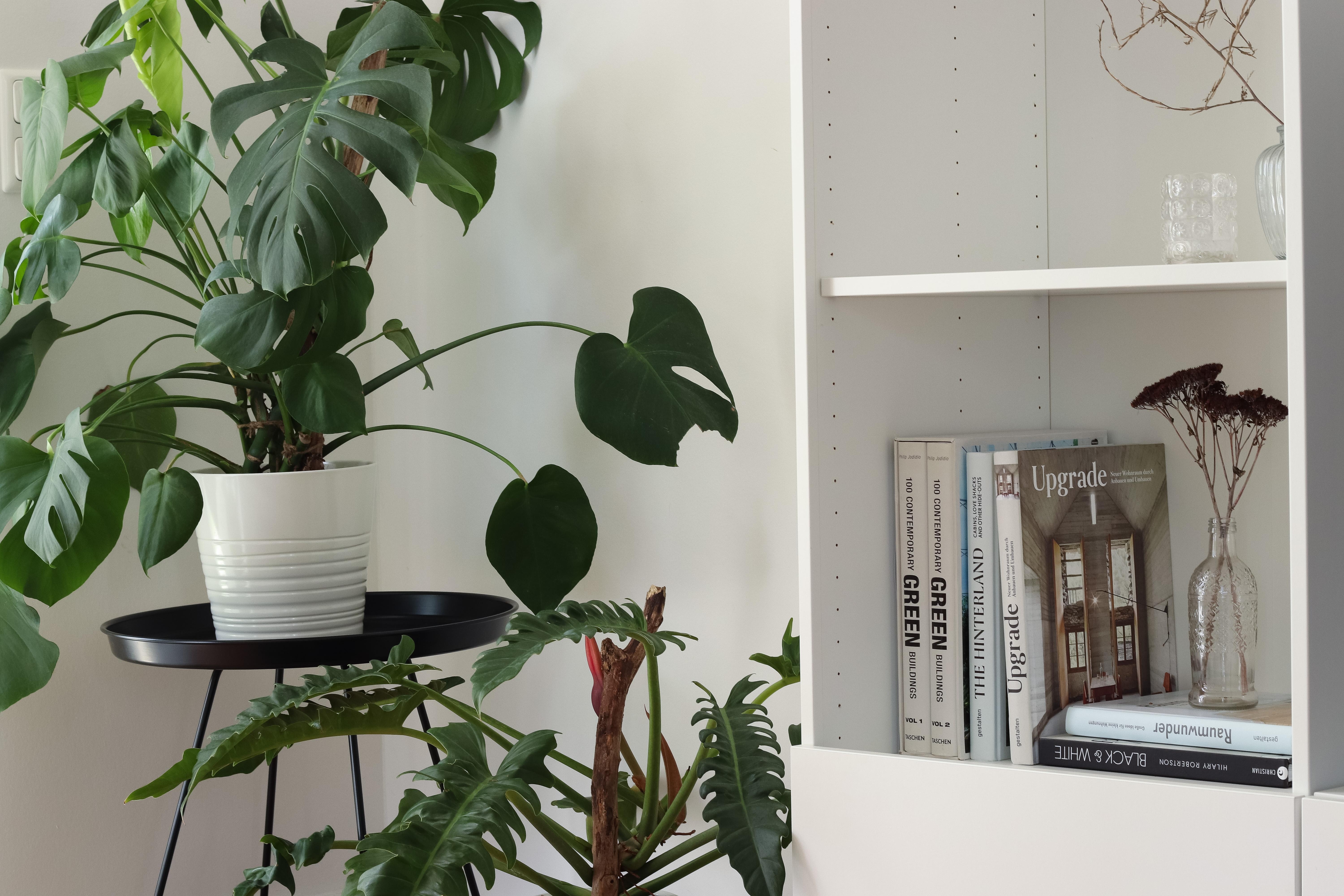 #Pflanzenliebe
#shelfie #shelf #urbanjungle  #interior #deko #minimalistisch #einrichtungsbücher #nachhaltig