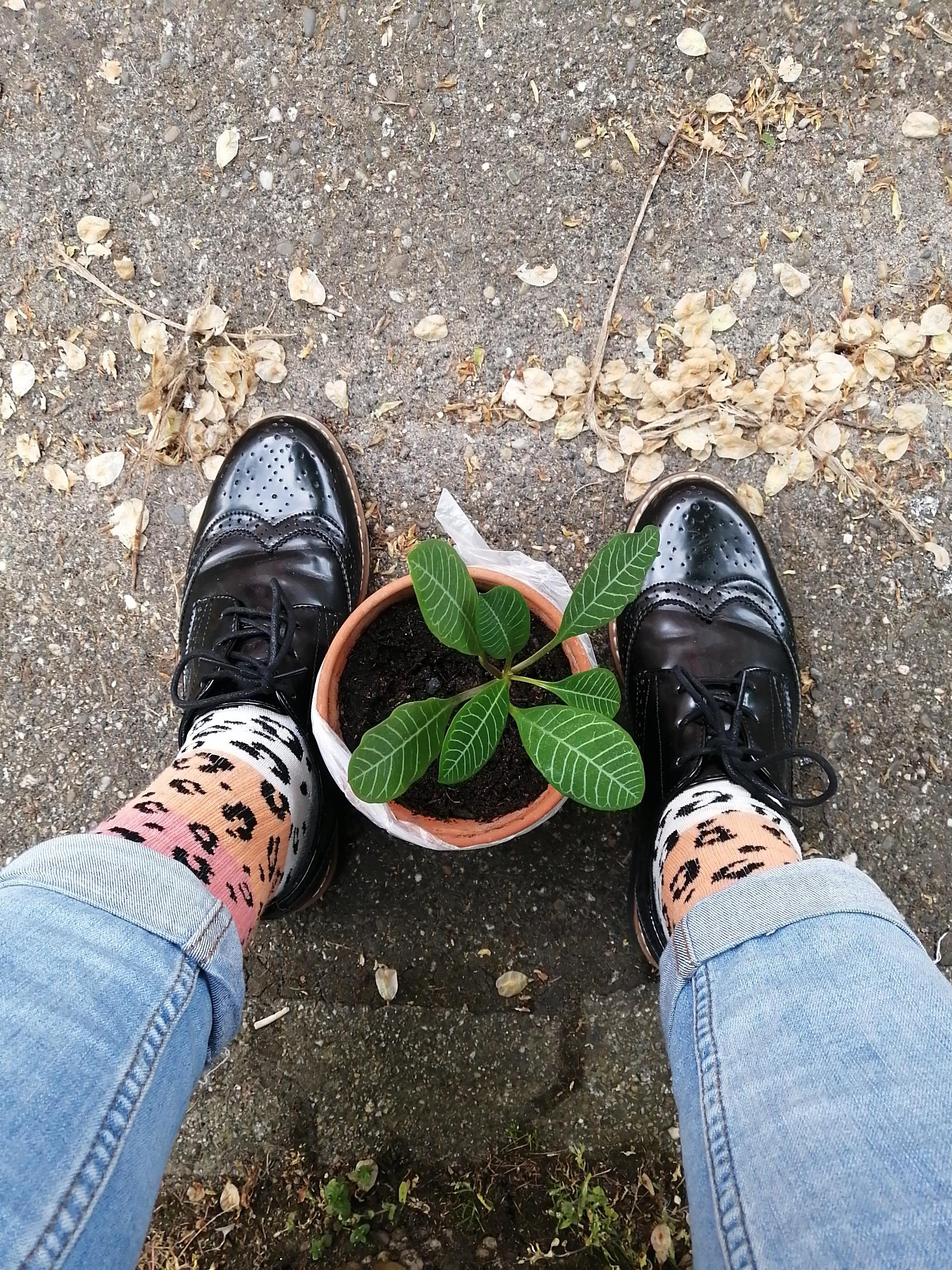 #pflanzenliebe
#socks
#budapester