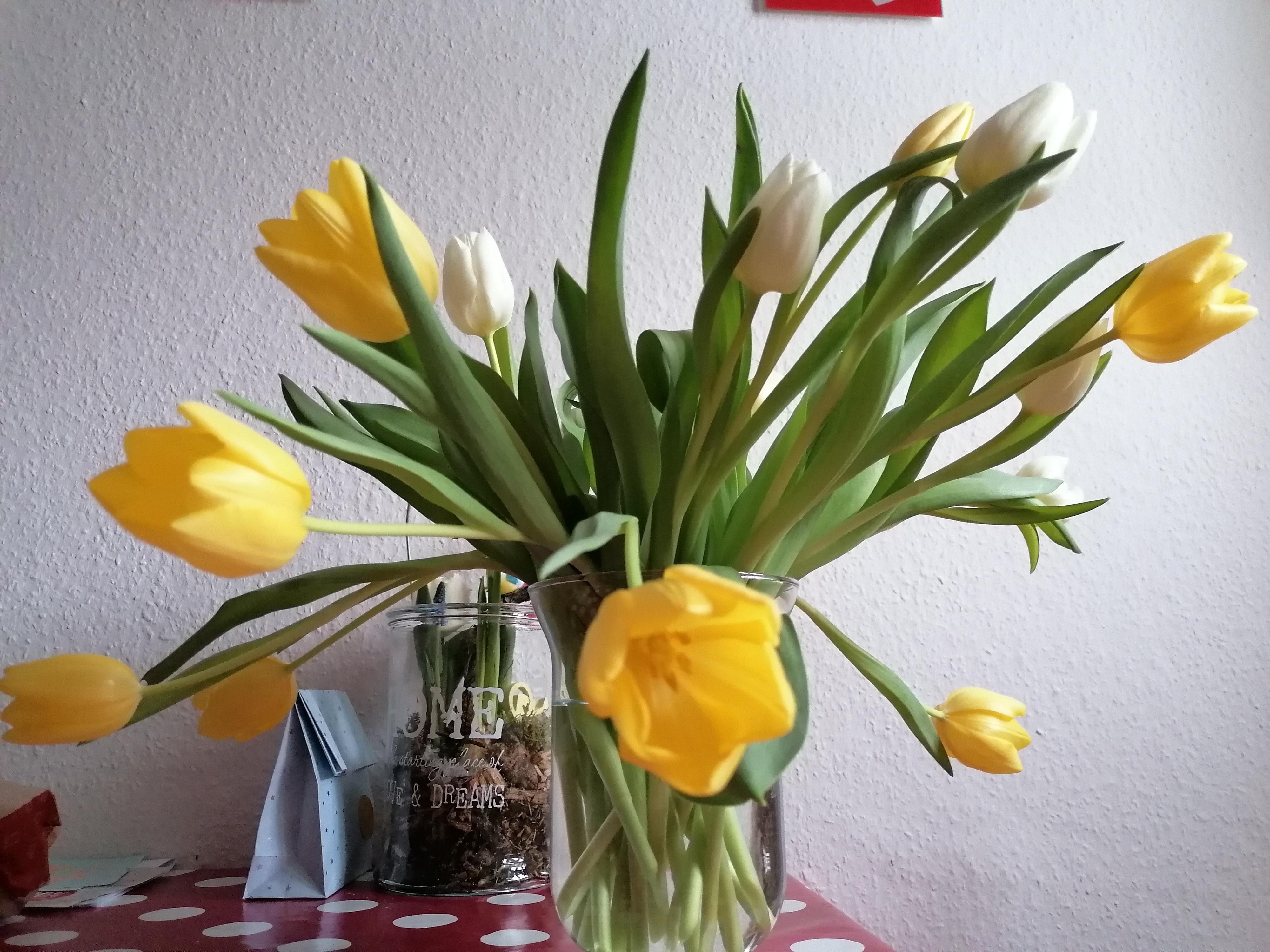 #pflanzenliebe #tulpen