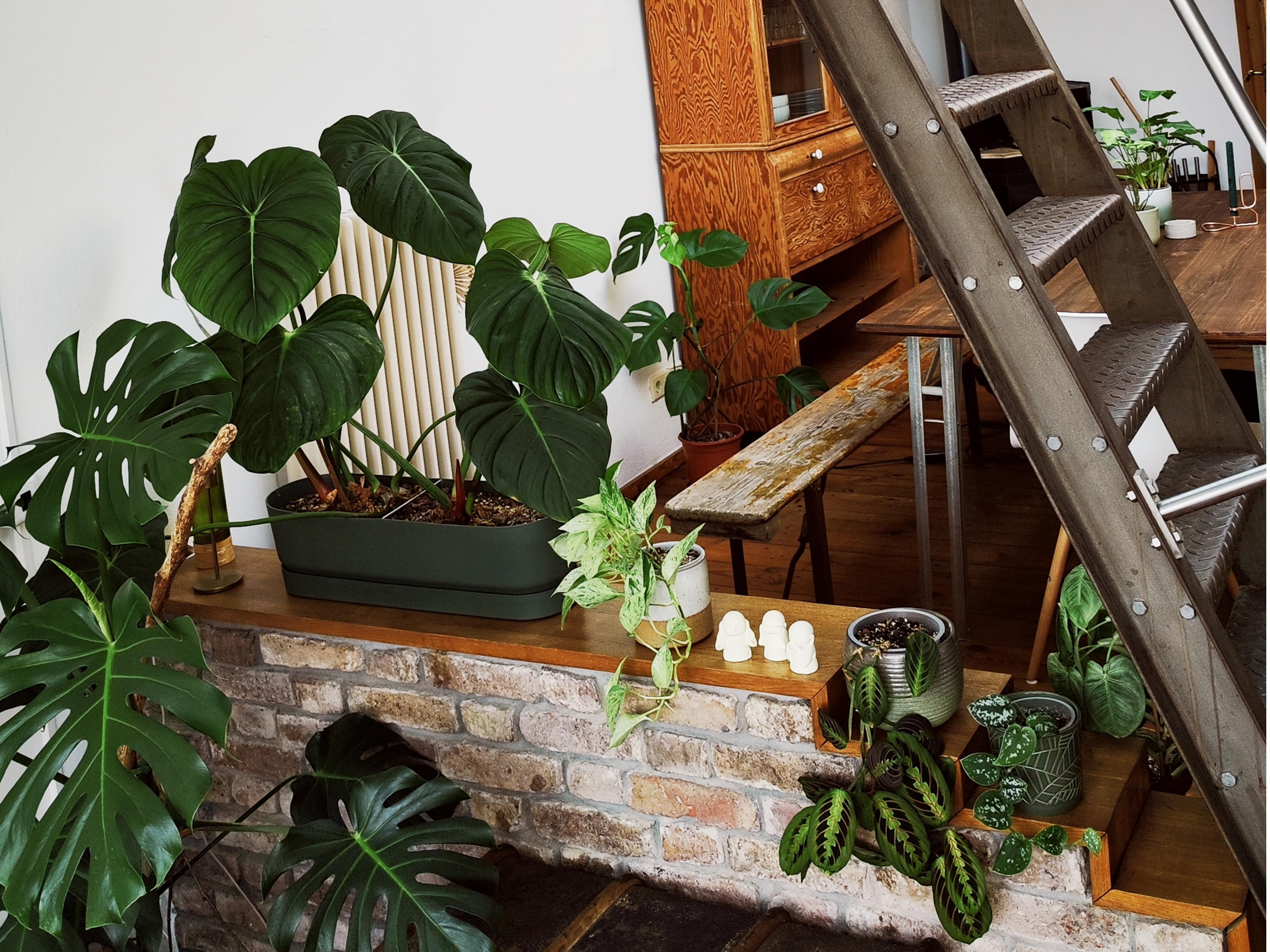 Pflanzenliebe #Wohnzimmer #urbanjungle #indoorplants