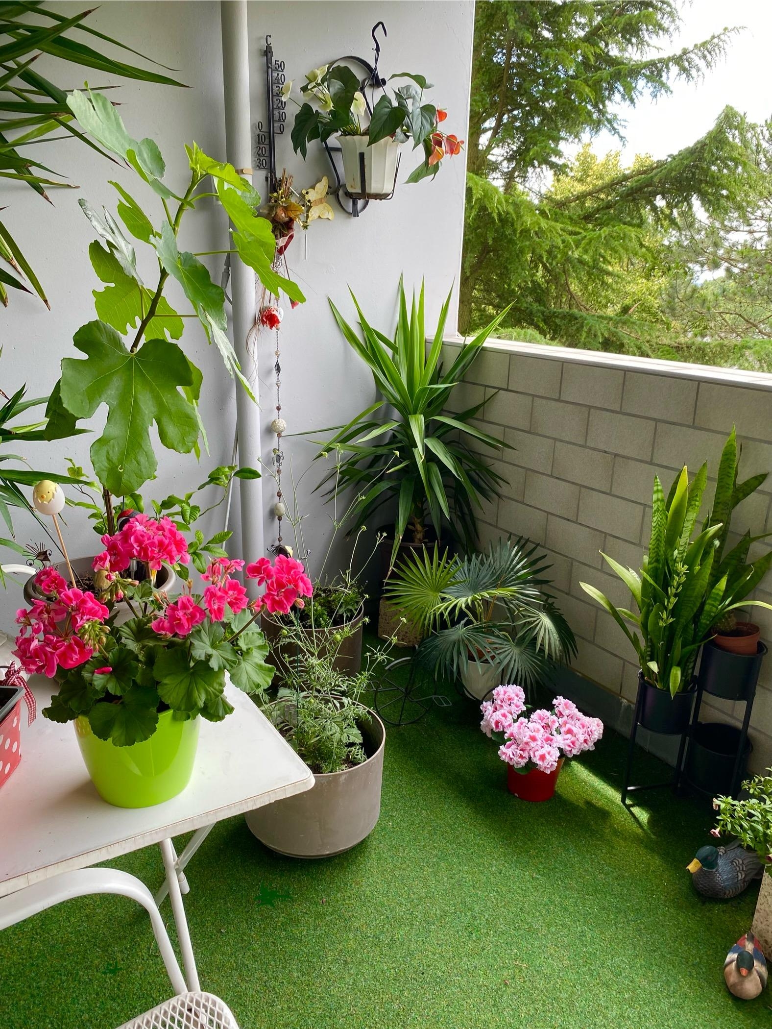 Pflanzenparkplatz im Sommer 🌞🪴👩‍🌾
#logia #balkon #pflanzen