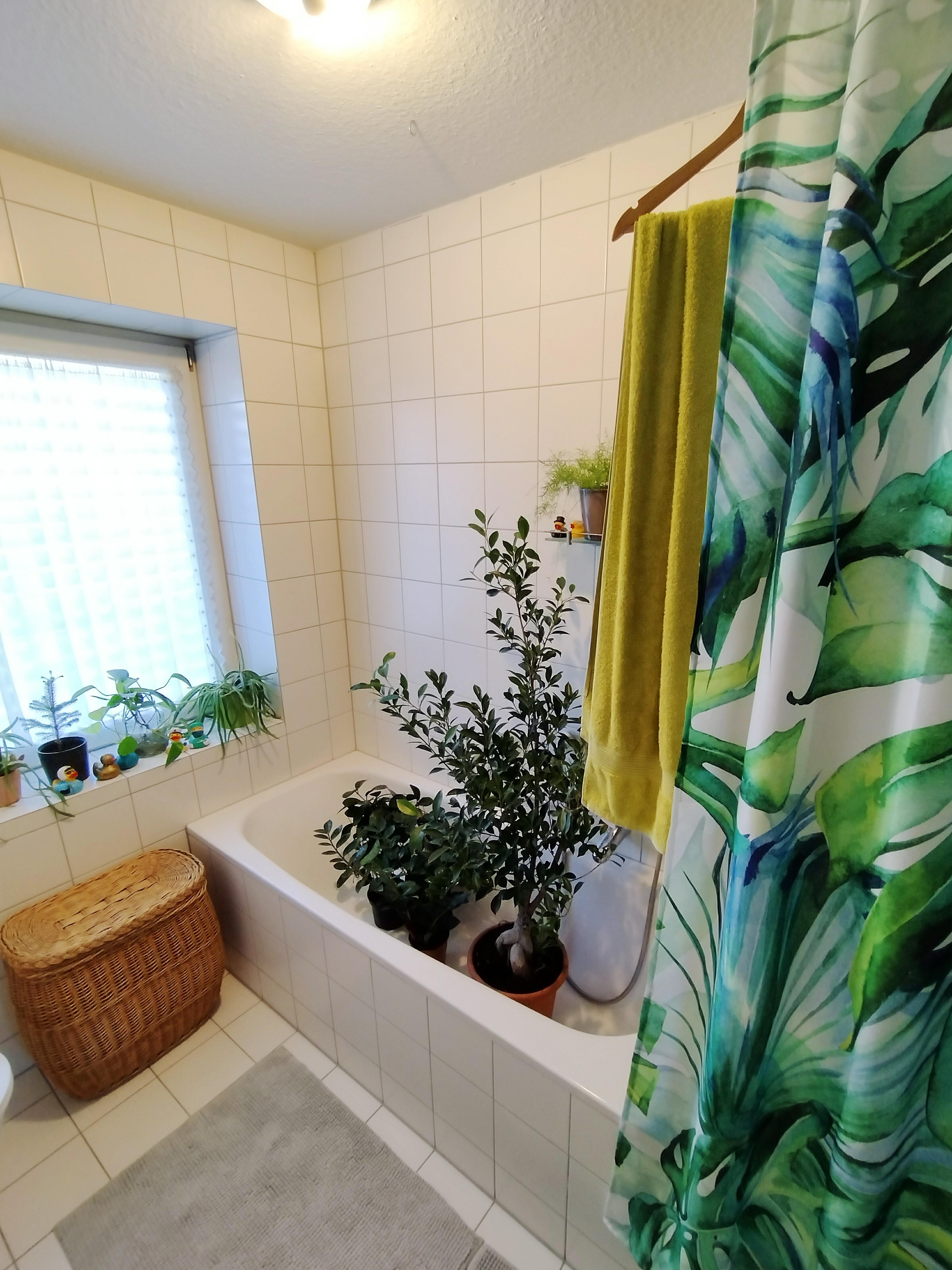 Pflanzenpflege 💚🪴
#bad #badezimmer #badewanne #dusche #wäschekorb #duschvorhang #pflanzen #pflanzenliebe #tageslicht
