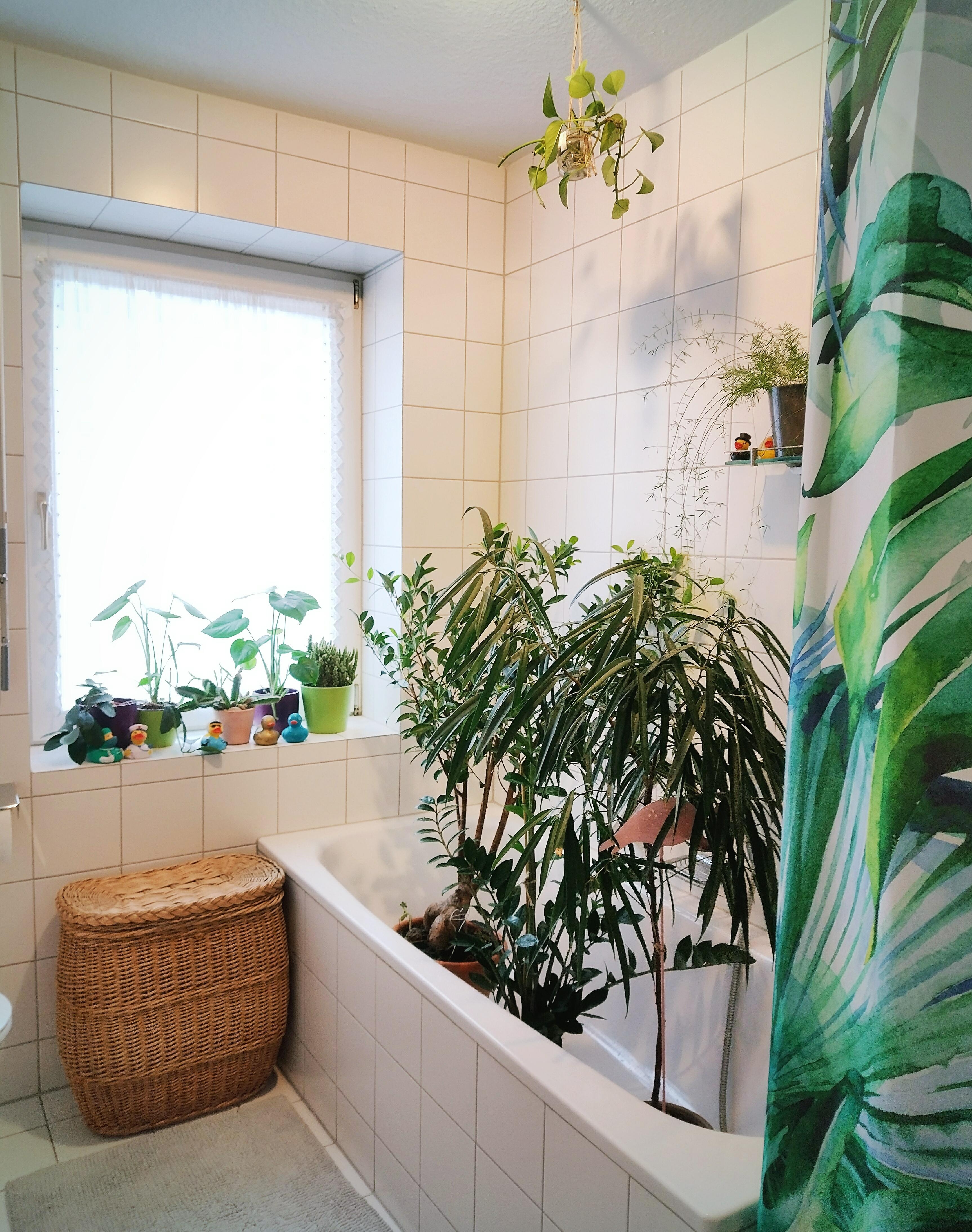 Pflanzenpflegetag 💚💦🚿 #badezimmer #pflanzen #pflanzenliebe
