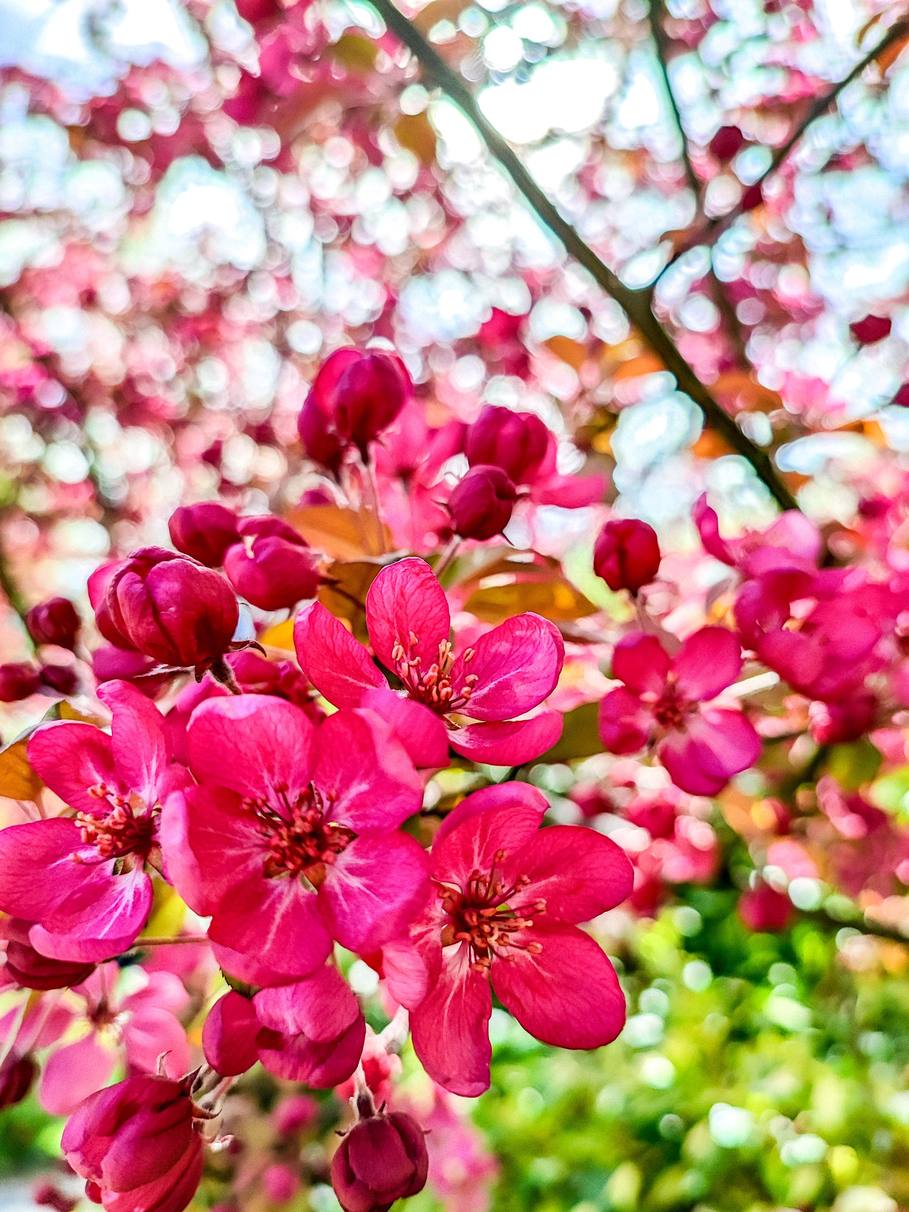 Pink blossoms 🦄