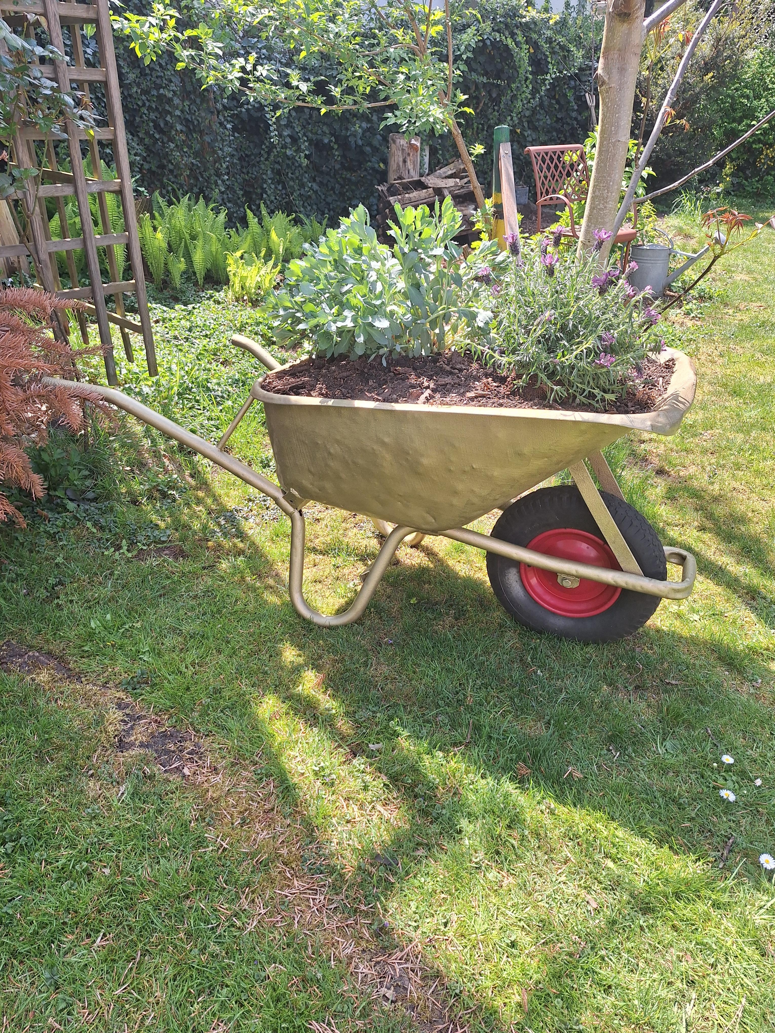 .Pinke Farbe gab es nicht.
#alteSchubkarre #alteSchubkarredarfbleiben #Glamour #GlamourimGarten #GoldstattPink #warumnicht #Lavendel #Sedum #Upcycling #GartenmitEcken