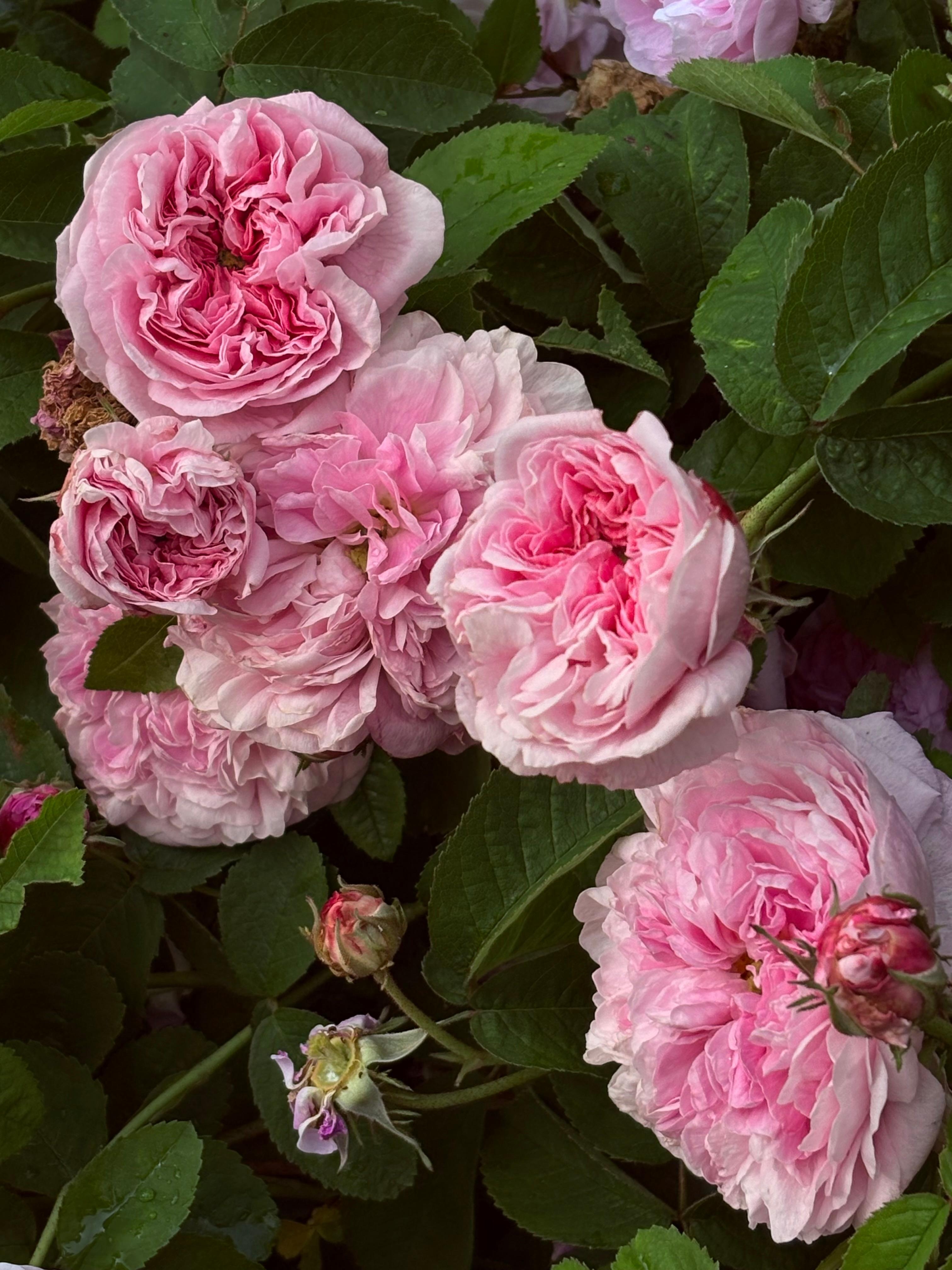 Pink,pink,pink...
