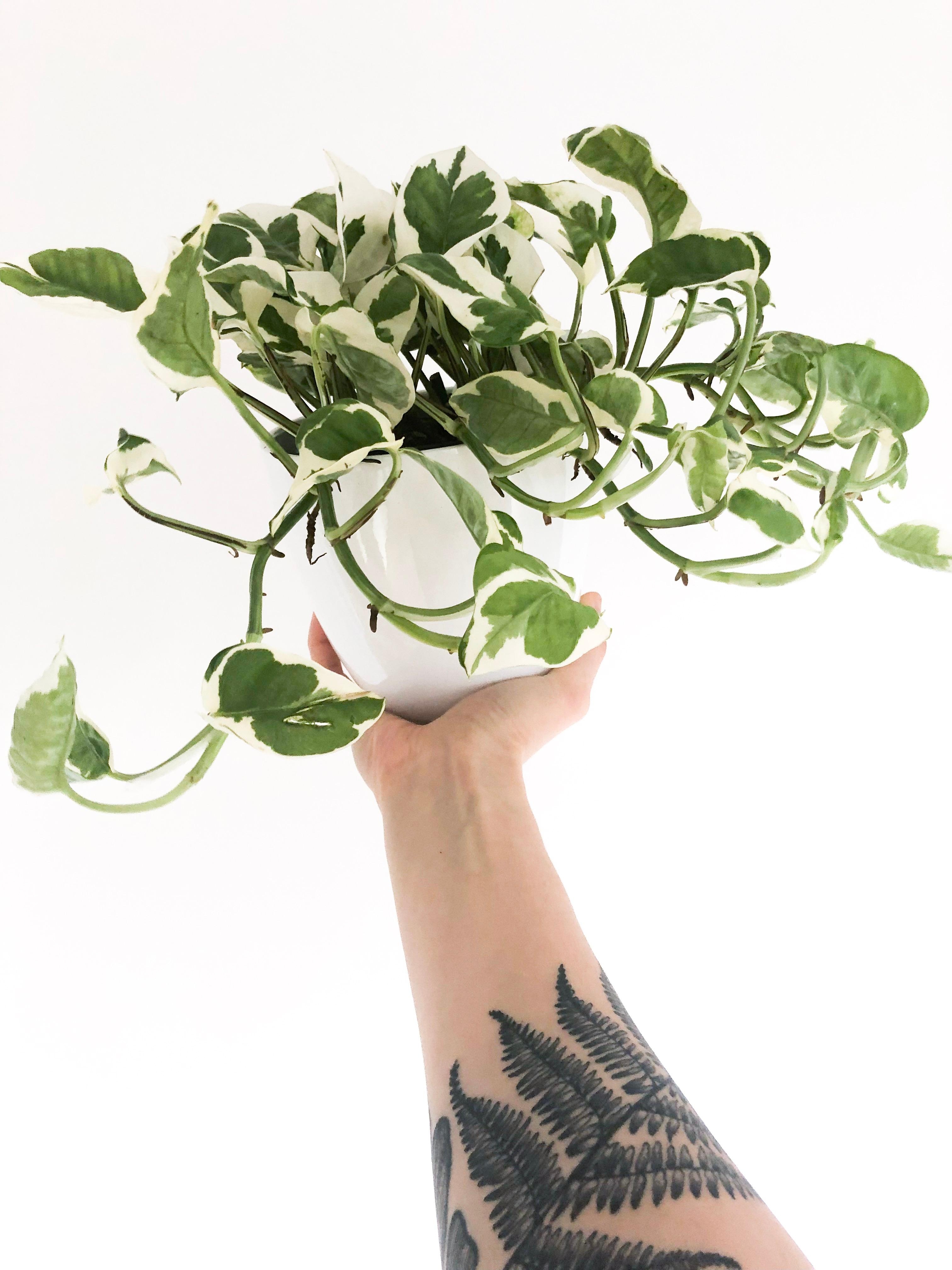 Plantlover 🌱 #plantsarefriends #plantlover #tattoo #efeutute #couchstyle #unterarmtattoo