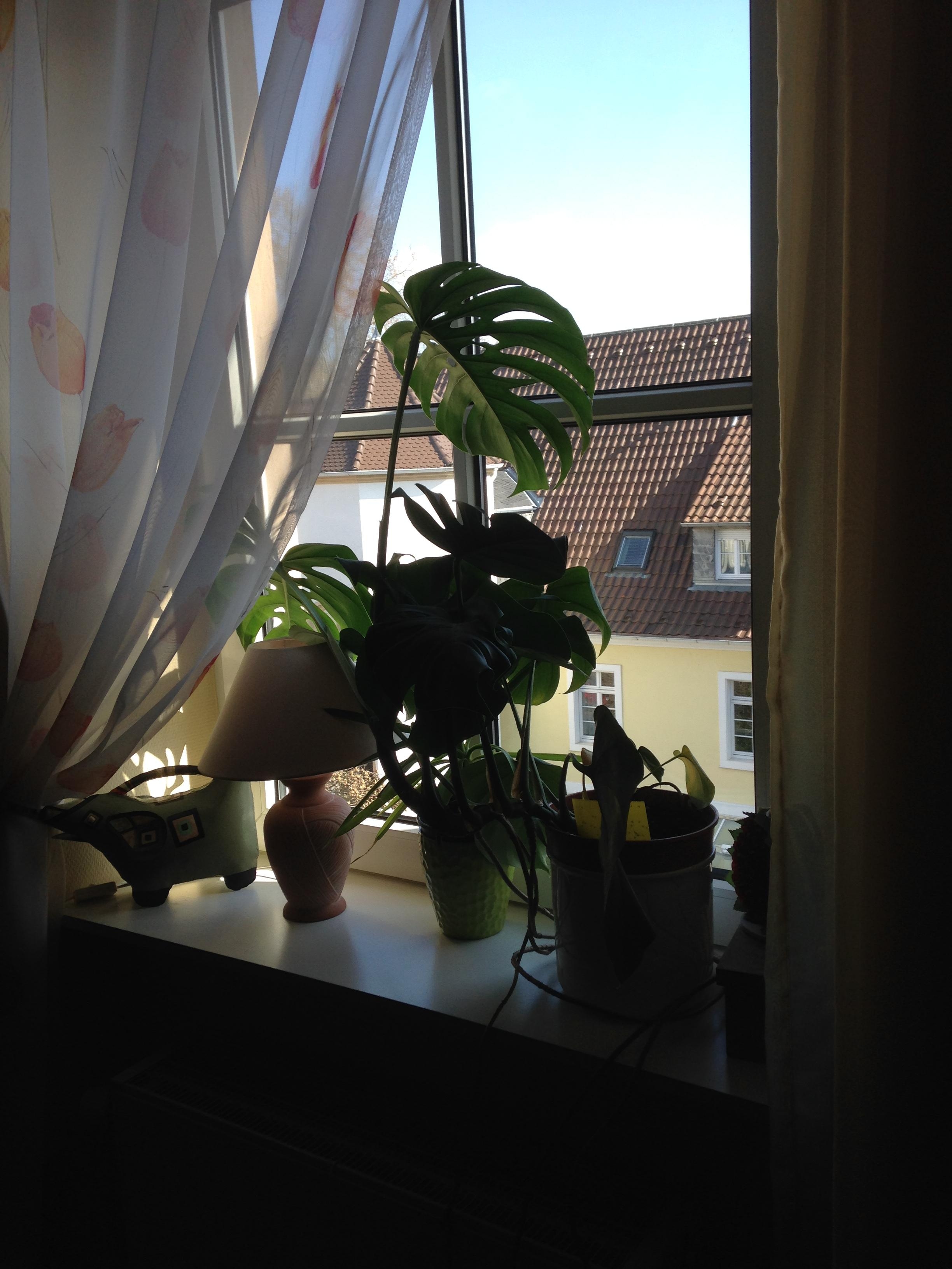 #plantlover #livingchallenge Meine Schefflera liebt dieses Fenster!