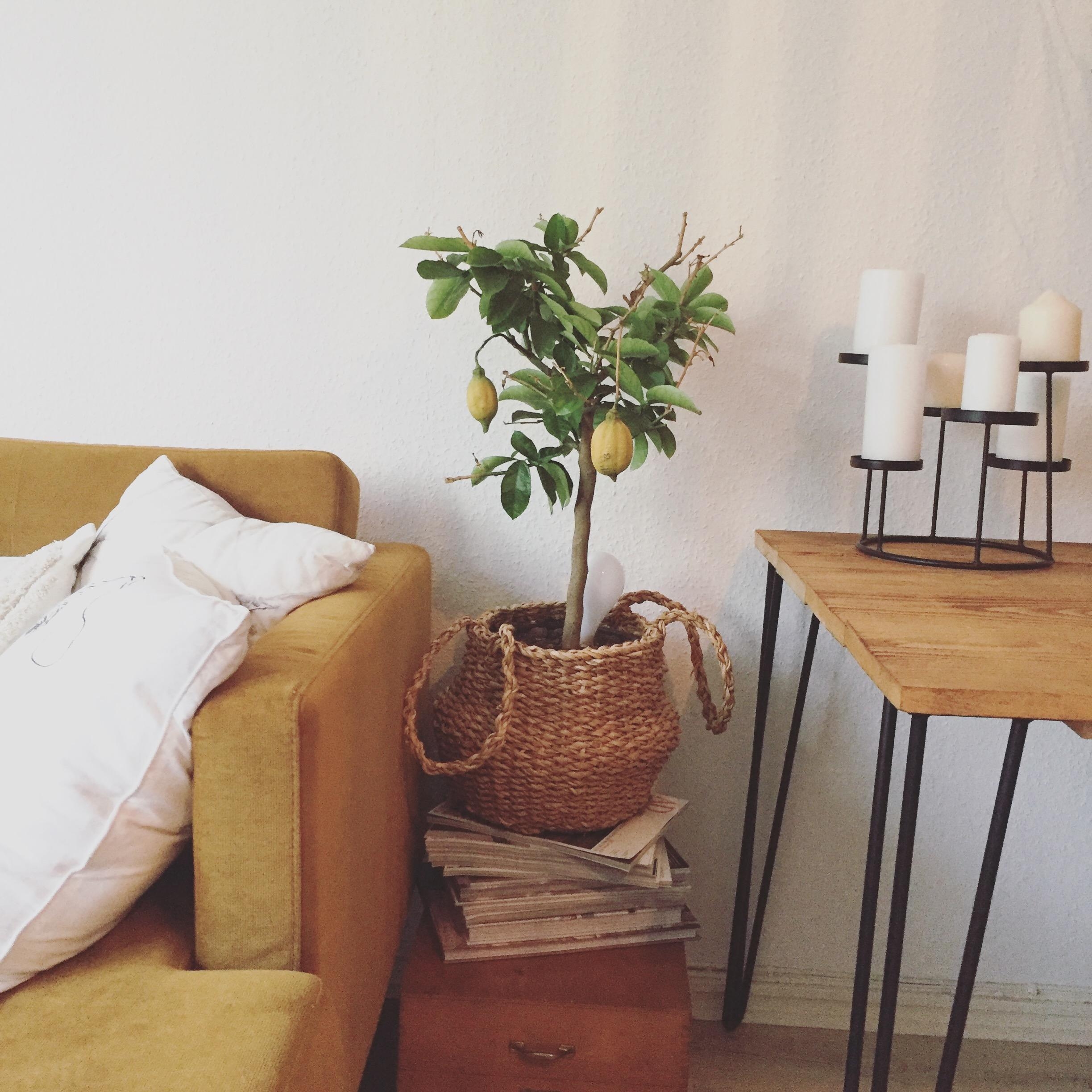 Plantlover
#plantlover #livingroom #couchstyle