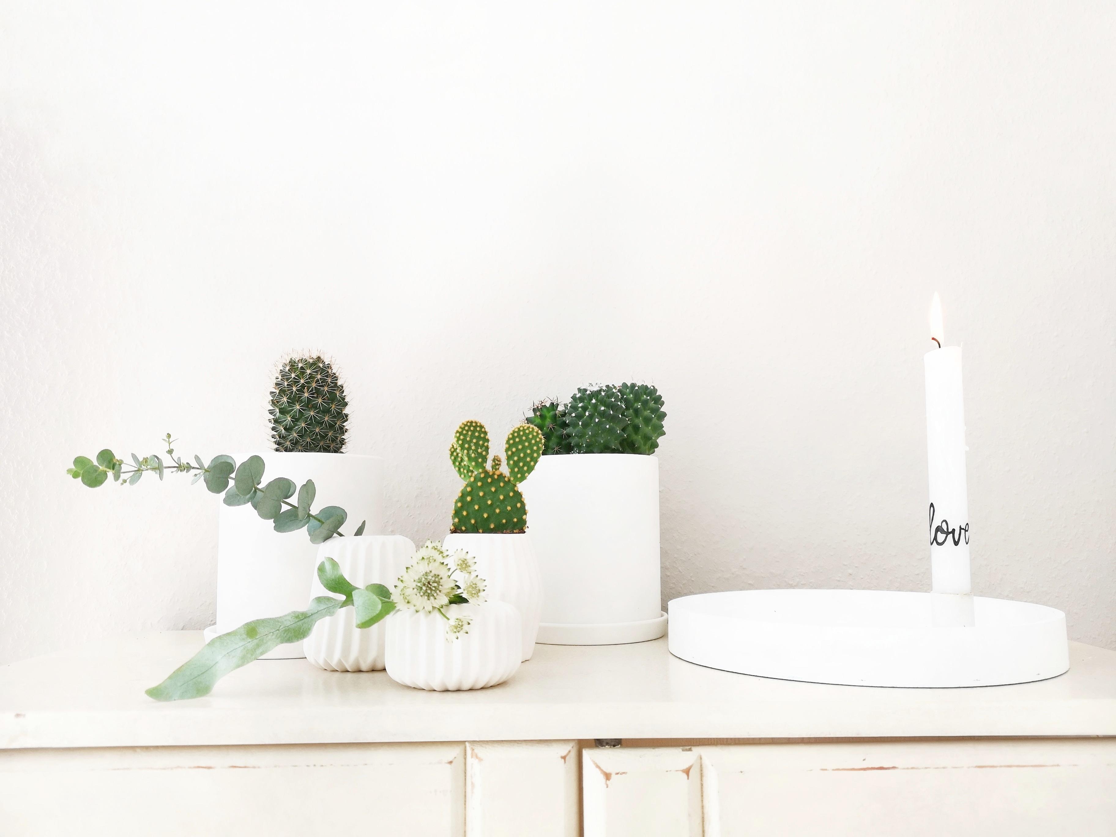 #plantlover #plantsarefriends #plants #livingchallenge #whitehome #scandidesign #kakteen #cactus #candles #lettering 