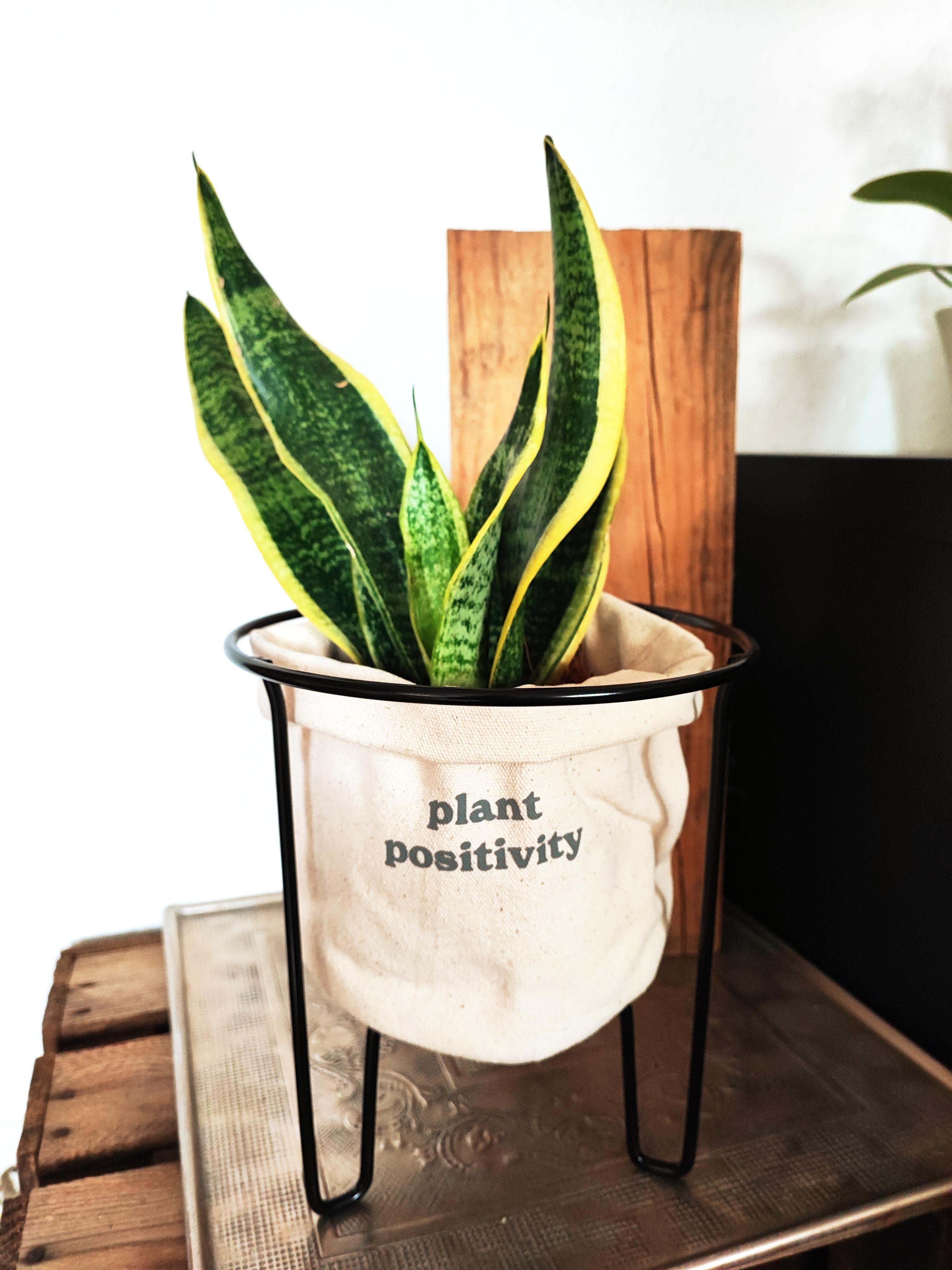 #plantpositivity #luftreiniger 